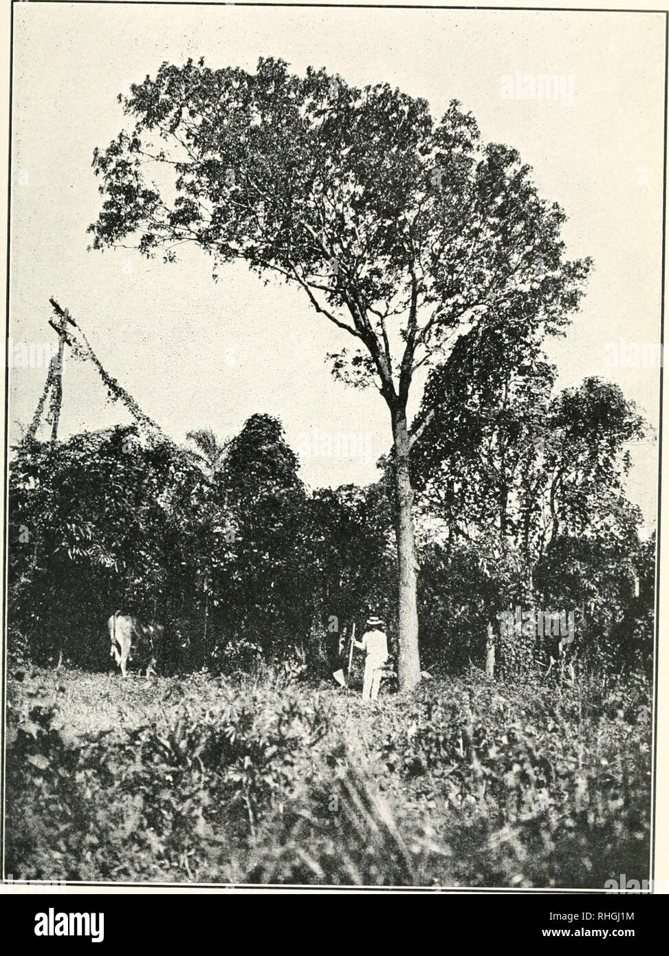 . Boletn. Agriculture -- Cuba. Lám. XI.. Maderas. Caoba (Swietenia mahagoni, Liu.). Please note that these images are extracted from scanned page images that may have been digitally enhanced for readability - coloration and appearance of these illustrations may not perfectly resemble the original work.. Estacin Experimental Agronmica de Santiago de las Vegas (Cuba). Santiago de las Vegas : La Estacin Stock Photo