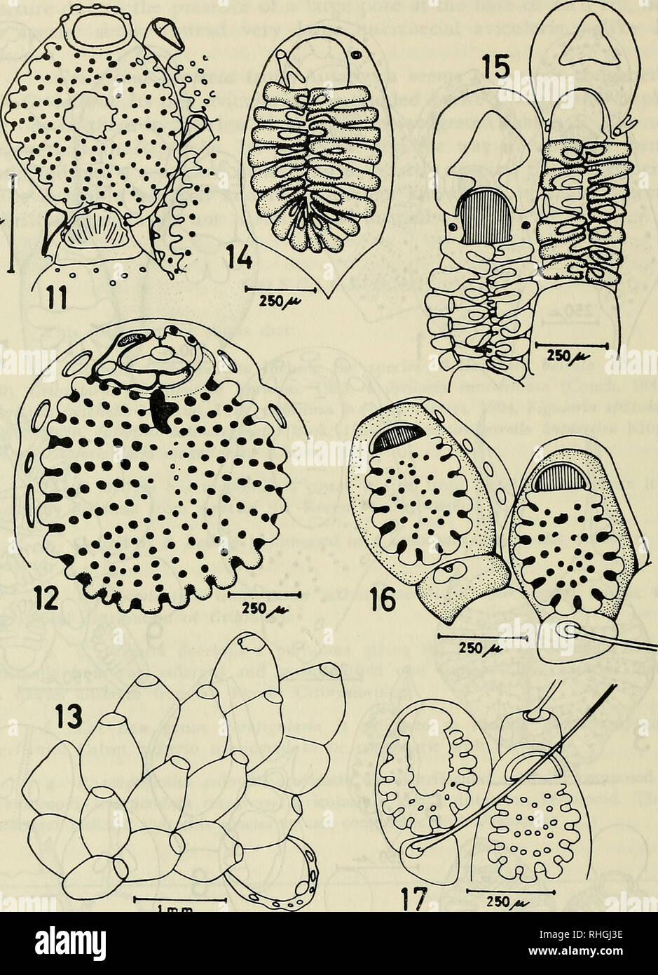 . Boletin de la Sociedad de Biología de Concepción. Sociedad de Biología de Concepción; Biology; Biology. 66 Bol. Soc. Biol. Concepción, Chile. Tomo 55, 1984. 50^. 1 mm Fig. 11.- Cribrilina projecta. One zooid having a broken penicystal centre and three interzoecial avicularia. Fig. 12.- C. projecta. Yound zooid at the growing edge showing an early stage in peristome development. Fig. 13.- C. projecta- Young zoarium having what seems to be the ancestrula. Fig. 14.- Membraniporella antárctica. Young zoecium having forked ribs. Fig. 15.- M. antárctica. Ovicelled zooids showing the triangular ect Stock Photo