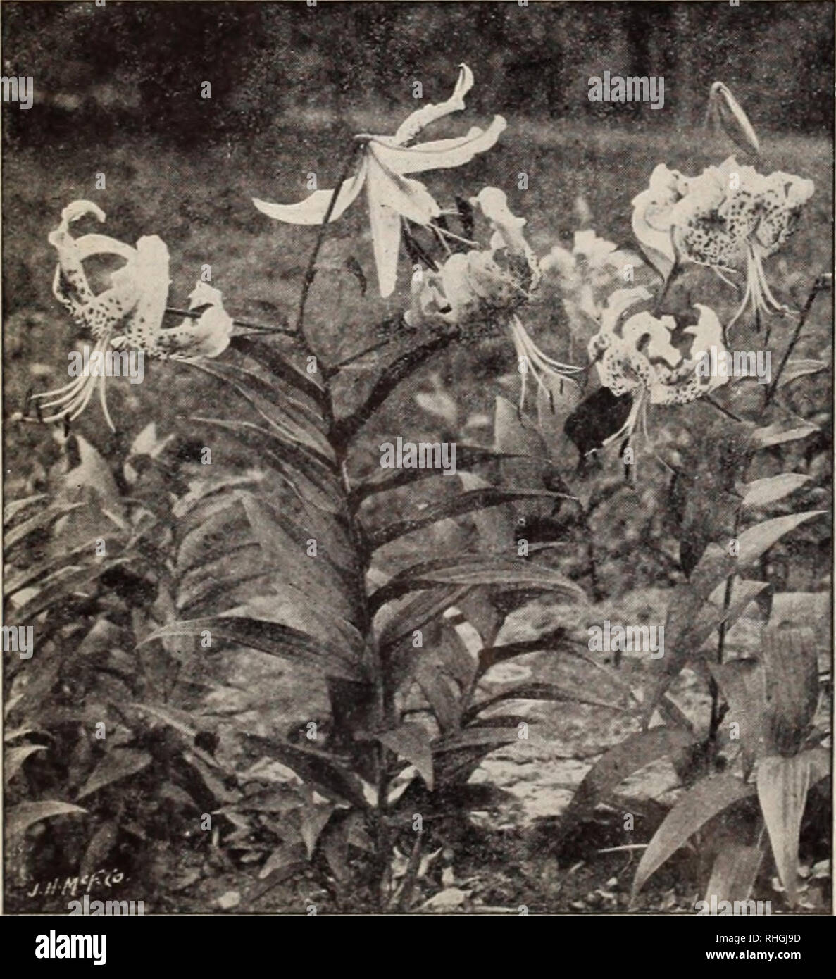 . Boddington's quality bulbs, seeds and plants / Arthur T. Boddington.. Nursery Catalogue. Lilium auratum (type) RARE LILIUM AURATUMS LILIUM AURATUM MACRANTHUM. Another grand type of the Golden-banded Lily. Large bulbs, 50 cts. each, $4 per doz., $30 per :,ooo.. Lilium speciosum (type) LILIUM AURATUM PICTUM, A very choice Each Doz. 100 tj'pe of Liliinn auratum ; pure white, with red and yellow bands through each petal. Large bulbs ...$o 30 $3 00 $20 00 LILIUM AURATUM PLATYPHYLLUM. A very strong and vigorous type of L. anrattim. Flowers of immense size, pure ivory-white, with a deep golden band Stock Photo