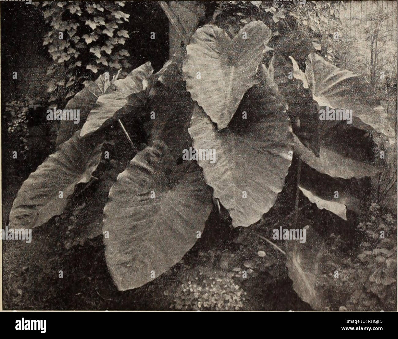 . Boddington's quality bulbs, seeds and plants / Arthur T. Boddington.. Nursery Catalogue. Oaladium escuientum, or Elephant's Ear Specimen Fancy-leaved Caladium Raoul Pugno. Very transparent, pale flesh color, mar- gin dark green, rosy center. Raymond Lemoinier. Creamy white zone on carmine- red leaf; very rich appearance. Reine de Denmark. Pale rose, with crimson-carmine veins. Silver Cloud. Grand color silvery white, relieved by short carmine veins and small green spots. Price of any of the above-named varie- ties, 76 cts. each, S7.60 per doz., S50 per lOO ; the collection as above for SIO.  Stock Photo