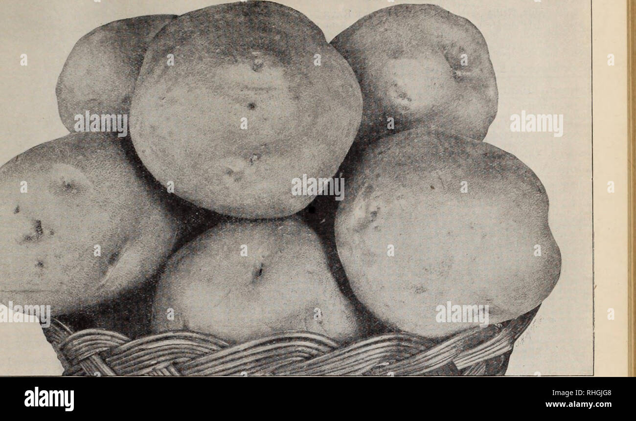 White thin skin potato seeds 10 seeds per pkt 
