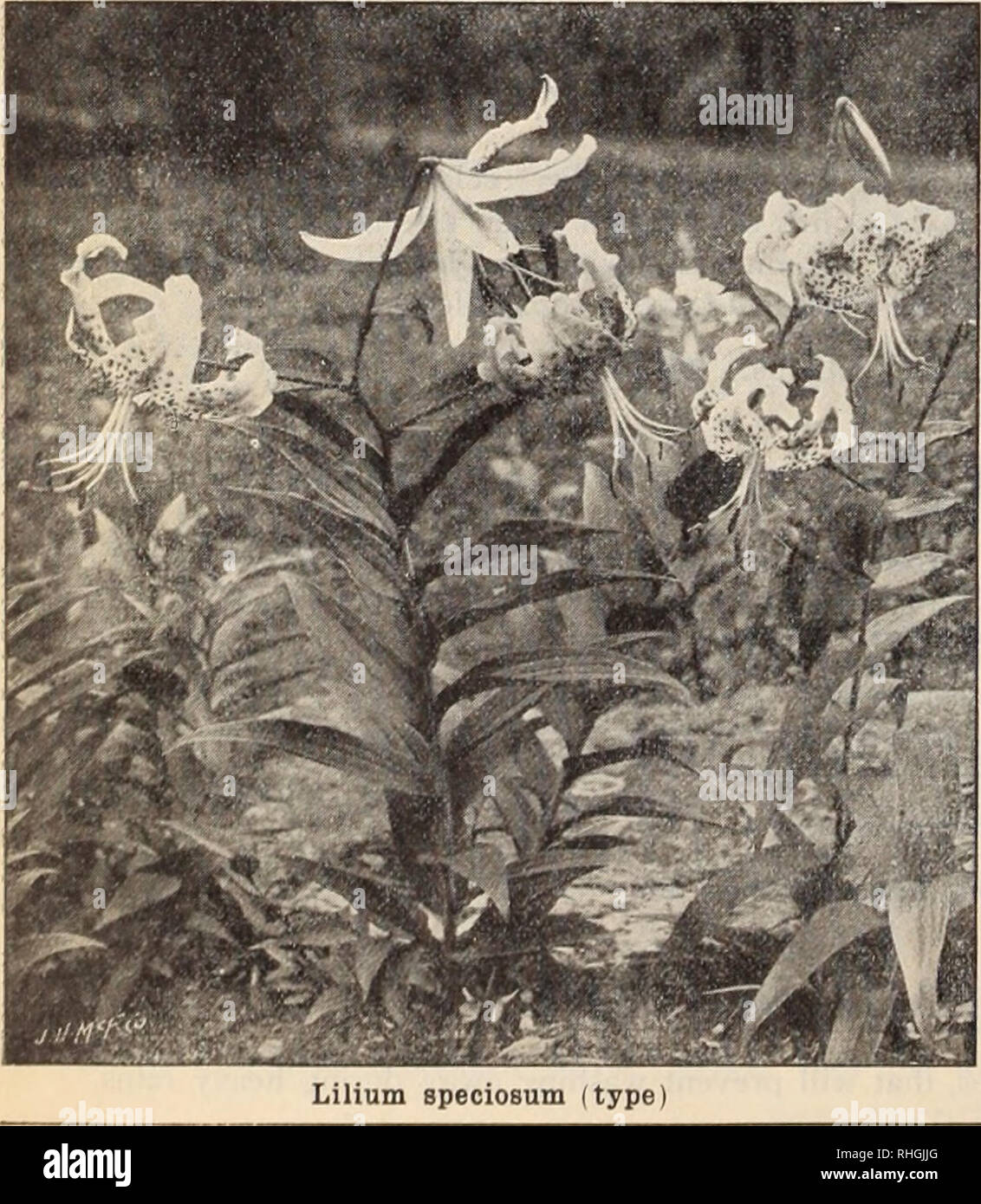 . Boddington's quality bulbs, seeds and plants / Arthur T. Boddington.. Nursery Catalogue. Doz. $4 00 $30 00 3 50 25 00 6 03 45 00 LILIUM AURATUM PLATYPHYLLUM. Each A very strong and vigorous type of L. aui-aiiim. Flowers of immei sesize, pure ivory white, with a deep golden band through each petal. Mammoth bulbs $0 50 Large bulbs 40 LILIUM AURATUM RUBRUM VITTA- TUM. A uni(|ue variety; flowers 10 to 12 inches across, ivory white, with broad crimson stripe through center of each petal. Large bulbs 60 LILIUM AURATUM VIRGINALE ALBUM. The White Lily of Japan. Exqui- sitely pure white flowers, very Stock Photo