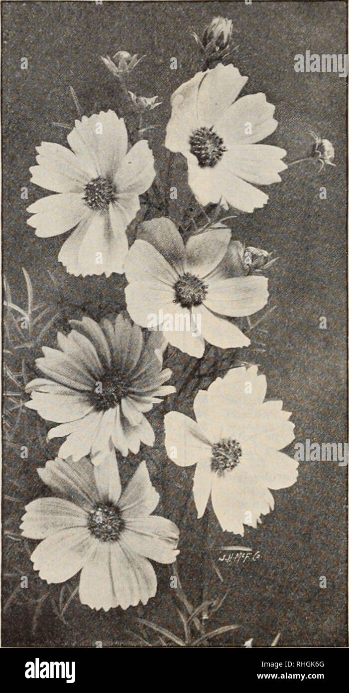 . Boddington's quality bulbs, seeds and plants / Arthur T. Boddington.. Nursery Catalogue. 12 Arthur T. Boddington, 342 West Fourteenth St., New York CAMPANULA, contiiiutd Loreyi. H A. i ft. Blue } Media, Double Mixed White &quot; &quot; Lavender '* &quot; Blue &quot; &quot; Rose &quot; *' Striped &quot; Single Rose &quot; &quot; Blue White &quot; Striped Single, Mixed Calycanthema (Cup and Saucer), aft. Beautiful for pots or borders. Handsome blue flowers &quot; alba. White variety of above Persicifolia grandiflora. Mixed. H.P Pyramidalis (Chimney Bell Flower). H.P. Spikes 3104 feet tall, flo Stock Photo