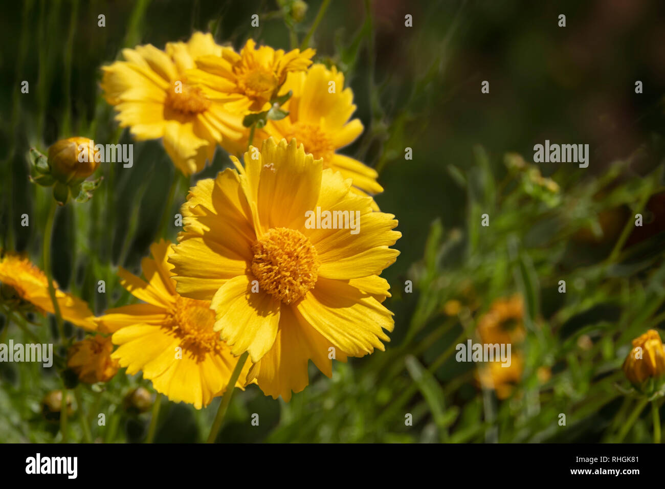 Yellow flowers, Desert Marigold, Baileya Multiradiata Stock Photo