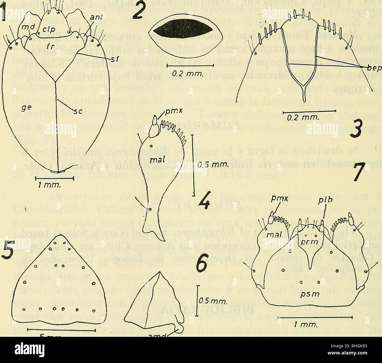 Sutura frontal hires stock photography and images Alamy
