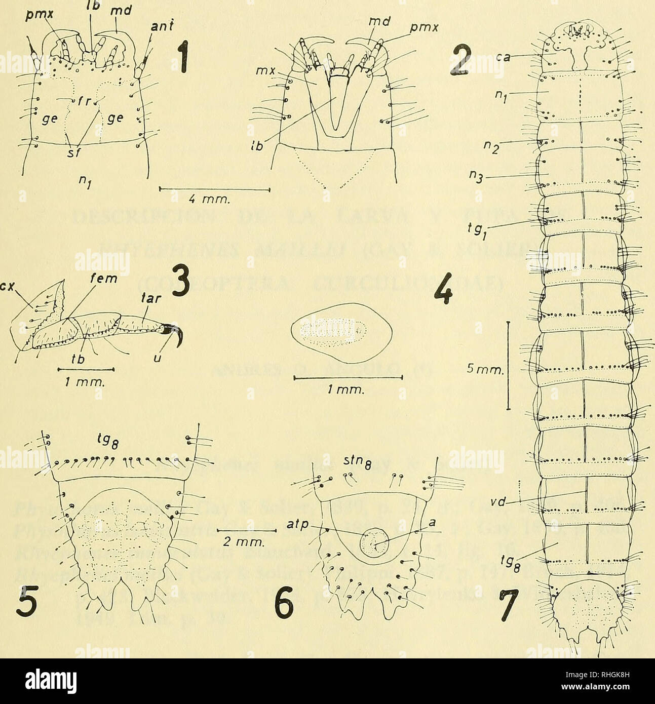 . Boletin de la Sociedad de Biología de Concepción. Sociedad de Biología de Concepción; Biology; Biology. Tibionema abdominalis (Guerin), 1839. Fig. 1.— Cabeza en vista dorsal; Fig. 2 — Cabeza en vista ventral; Fig. 3.— Primera pata anterior derecha; Fig. 4.— Primer espiráculo abdominal; Fig. 5.— 99 (último) segmento abdominal en vista dorsal; Fig. 6.— 99 (último) segmento abdominal en vista ventral; Fig. 7.— Larva en vista dorsal, a.— ano; ant.— antena; atp.— ampolla terminal posterior; ca.— cabeza; ex.— Coxa; fem.— fémur; fr.— frente; ge.— gena; Ib.— labium; md.— mandíbula; mx.— maxila; n.—  Stock Photo