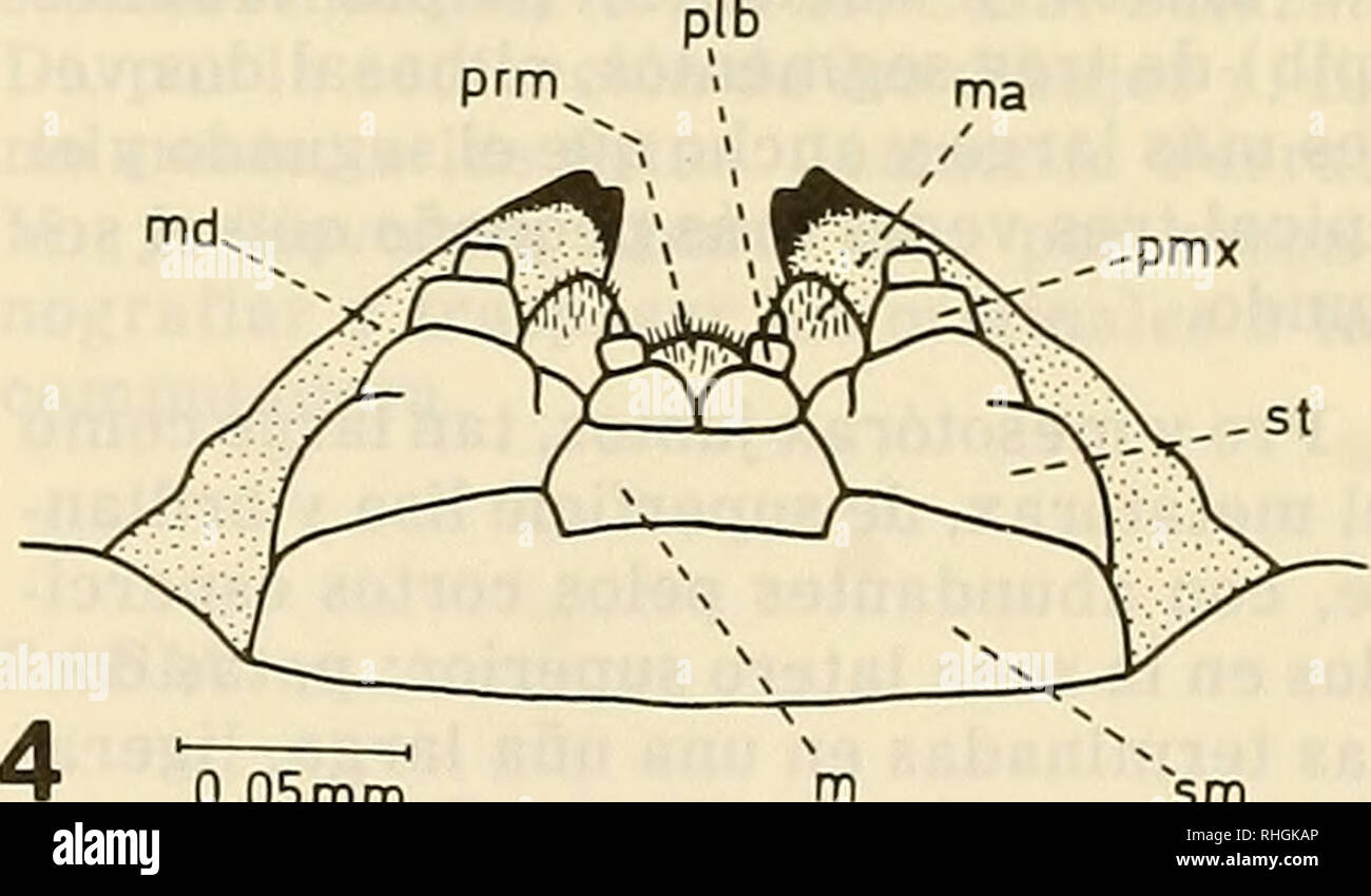 . Boletin de la Sociedad de Biología de Concepción. Sociedad de Biología de Concepción; Biology; Biology. ,-pmx. 0,05mm Fig. 1.— Paraholopterus nahuelbutensis n. gen., n. sp. adulto vista dorsal. Fig. 2.— Larva, cabeza en vista dorsal. Fig. 3.— Larva, cabeza en vista ventral. Fig. 4.— Larva, detalle piezas bucales, vista ventral. Abreviaturas utilizadas: ant = antena; cly = clypeus; fm = foramen magnum; lbr = labrum; m = mentum; ma = mala; md = mandíbula; plb = palpos la- biales; pmx=palpos maxilares; prm=prementum; sm = submentum; st=stipe. 191. Please note that these images are extracted fro Stock Photo