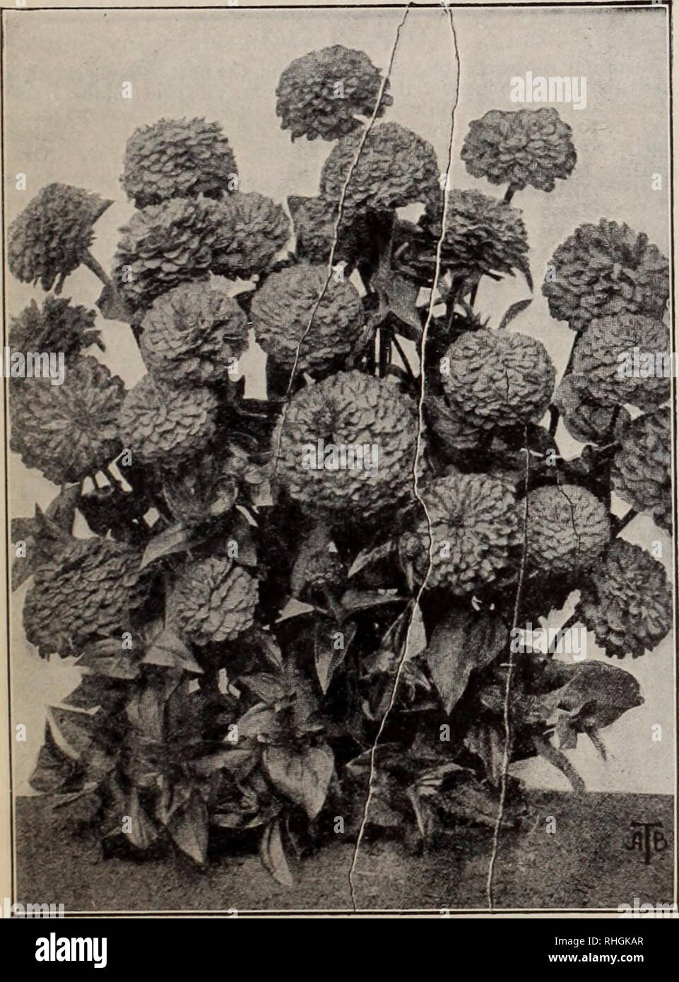 . Boddington's quality bulbs, seeds and plants / Arthur T. Boddington.. Nursery Catalogue. BODDINGTONS ^A^CltllV SEEDS 59 Trachelium coeruleum. (G.S.) A free-growing greenhouse annual of easy culture, having large cloud-like heads of clear pale mauve flowers somewhat resembling Gypsophila. Height, i8 in. Pkt. 25 cts., 5 pkts. for $1. TRITOMA (Red-Hot-Poker; Flame Flower). H.P. 4ft. Pkt. New sorts, mixed. Summer $0 25 TROLLIUS (Globe Flower). H.P. 2 ft. Summer. Caucasicus ( Golden Globe). Yellow 10 Japonicus fl. pi. Double yellow ^oz., $1.25.. 25 New Hybrids. Mi.xed 25 TOBACCO, see Nicotiana. T Stock Photo