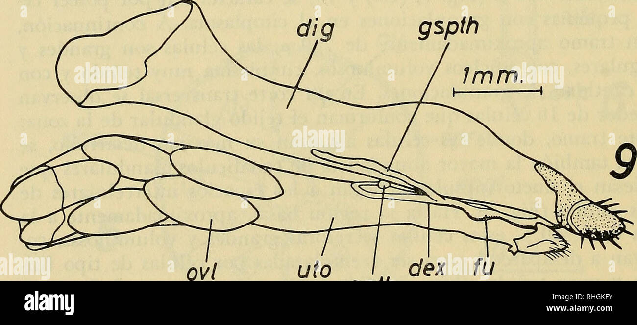. Boletin de la Sociedad de Biología de Concepción. Sociedad de Biología de Concepción; Biology; Biology. fu gspth v/ dex 1mm. gspth 7/77/77.. T)¡b. J.Bustos uto / dex cspth Fig. 7'.— Eccritosia rubriventris (Macquart), spermatheca, glándulas de la sperma- theca y ovipositor. Fig. 8 — Eccritosia rubriventris (Macquart), aparato reproduc- tor de la hembra en vista dorsal. Fig. 9.— Eccritosia rubriventris (Macquart), término de los aparatos reproductor y digestivo de la hembra en vista lateral entre ambos se distingue la ubicación de la spermatheca y glándulas de la spermatheca. -202-. Please no Stock Photo