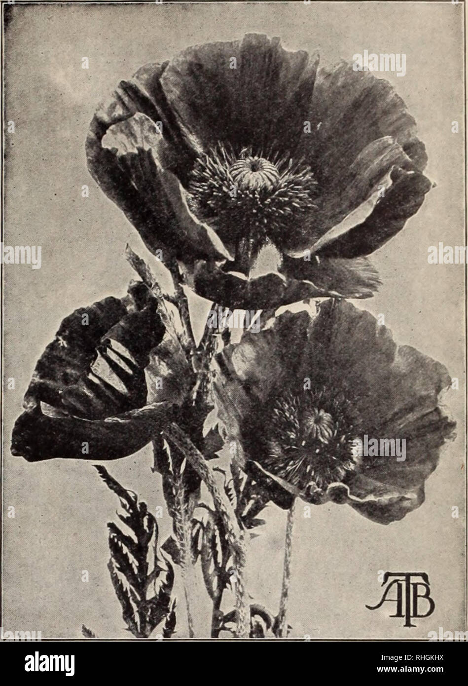 . Boddington's quality bulbs, seeds and plants / Arthur T. Boddington.. Nursery Catalogue. Oriental Poppy DOUBLE ANNUAL POPPIES, continued pkt. Cardinal. Dwarf. Rich cardinal-scarlet; fringed $005 Cbamoise. Delicate rose 05 Rosy Pink. Pretty pink 05 Peony-flowered. 2 ft. Finest mixed 05 Ranunculus, or French. Choice mixed 05 White Swan (new). Pure double white; beautihilly fringed 05 Collection of above 10 varieties for 50 cts. Oz. 25 35 20 25 25 Shirley Poppy (See preceding page) Poppies, Hardy Perennial For permanent beds these elegant large-flowering hardy Poppies are unequaled. Papaver alp Stock Photo