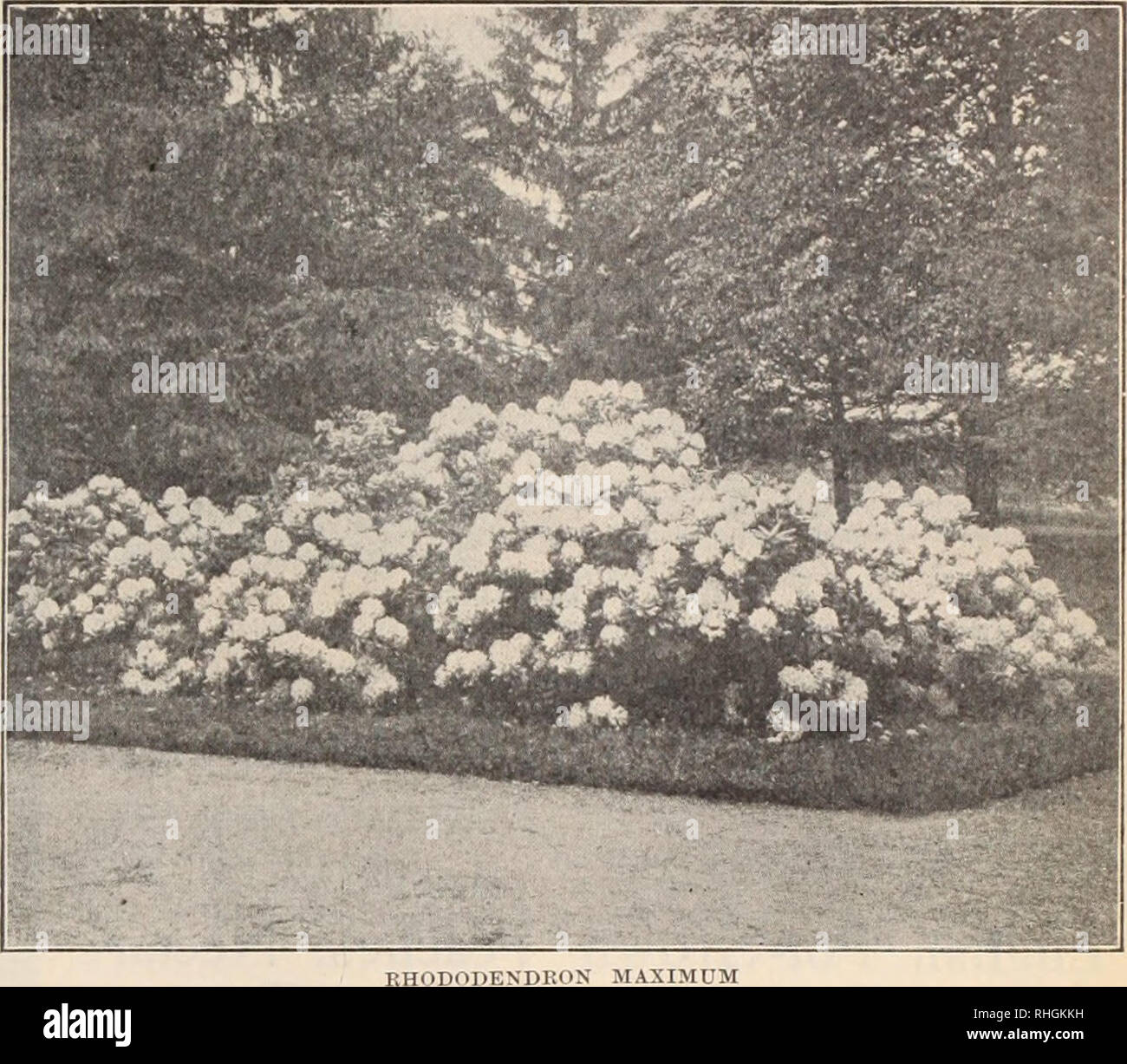 . Boddington's quality bulbs, seeds and plants / Arthur T. Boddington.. Nursery Catalogue. 27 Ko'diild^'o?; Rhododendron Maximum Rhododendron Tlie native Hliododeiidron indigenous to the Xortliera United States. Plants of this beautiful Rhododendton are most useful for quickly and Iiarmanently in'odueiiig fine landscape effects at a very low price. I offer carefully selected, well- rooted plants, collected in Sullivan County, New York, at $150.00 per ear, delivered F.O.B.'at any freight station within 1.50 miles of New York City. Tlie number of plants in a car-loiid depends upon the size of pl Stock Photo