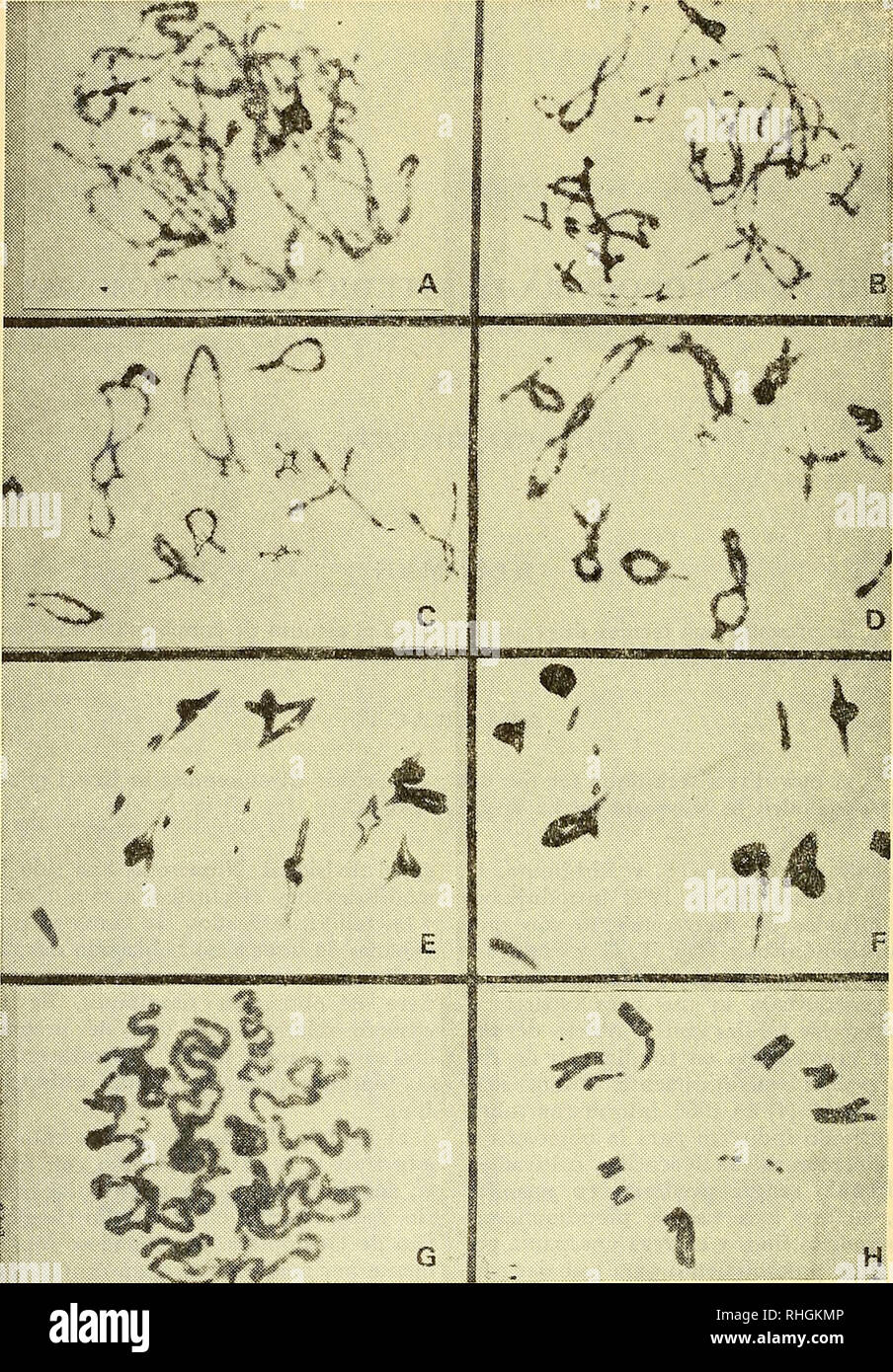 . Boletin de la Sociedad de BiologÃ-a de ConcepciÃ³n. Sociedad de BiologÃ-a de ConcepciÃ³n; Biology; Biology. xâ^ Fig. 1.âEstadios de la meiosis en cÃ©lulas gonÃ¡dicas del macho de Aucacris eumera Hebard (Orthoptera, Acrididae, Omexechinae). A.â Paquiteno. B.â Diplo- teno medio. Câ Diploteno final. D.â Diacinesis. E-F.â Metafase I. G.âProfase II. H.âMetafase II. â 290- -f. Please note that these images are extracted from scanned page images that may have been digitally enhanced for readability - coloration and appearance of these illustrations may not perfectly resemble the original work.. Soc Stock Photo