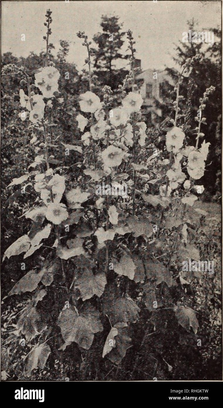 . Boddington's quality bulbs, seeds and plants / Arthur T. Boddington.. Nursery Catalogue. Japanese Morning-Glory Single Hybrid Everblooming Hollyhocks Ipomoea (Morning-Glories) H.A. Quick-growing summer climbers. Unsurpassed for covering trel- lises, walls, etc. Pkt. Oz. Coccinea. 10 ft. Scarlet flowers $005 $025 Imperial Japanese (Japanese Morning-Glory). See Con- volvulus. Page 29. Leari. Dark blue 10 i 50 Mexicana grandiflora alba. 15 ft. The great white Moon- flower 10 75 Bona-nox (Good-night). Opens large white flowers in the evening 05 25 Rubro-coerulea (Heavenly Blue). 15 ft. Sky-blue  Stock Photo