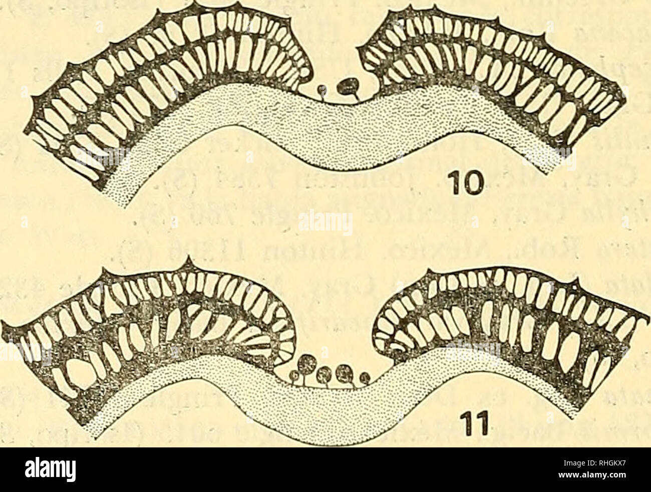 . Boletin de la Sociedad de Biología de Concepción. Sociedad de Biología de Concepción; Biology; Biology. Fig. 9.— Perezia glomeriflora (Gray) McVaugh, palinograma. Fig. 10 —Perezia glomeriflora (Gray) McVaugh, sección de la exina. Fig. II.—Perezia reticulata (Lag. ex Don) Gray, sección de la exina. -196-. Please note that these images are extracted from scanned page images that may have been digitally enhanced for readability - coloration and appearance of these illustrations may not perfectly resemble the original work.. Sociedad de Biología de Concepción; Sociedad de Bioquímica de Concepció Stock Photo