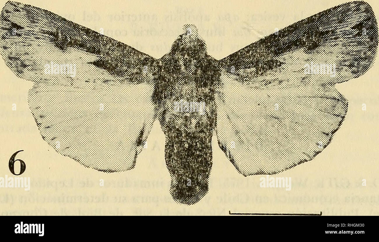 . Boletin de la Sociedad de Biología de Concepción. Sociedad de Biología de Concepción; Biology; Biology. Bol. Soc. Biol. de Concepción, Tomo XLIX, 1975. vesica y además la posesión de una proyección dorsal anterior cónica, por otra parte los machos externamente se pueden diferenciar en las antenas siendo serradas en ambos, pero en A. ípsilon (Hüfnagel) esta condición es asimétrica, siendo la rama externa más corta que la in- terna (aproximadamente la mitad de la longitud), en cambio en F. malefida (Gueneé) la condición de serrada es simétrica y ambas ramas son cortas.. 1 cm. Please note that  Stock Photo