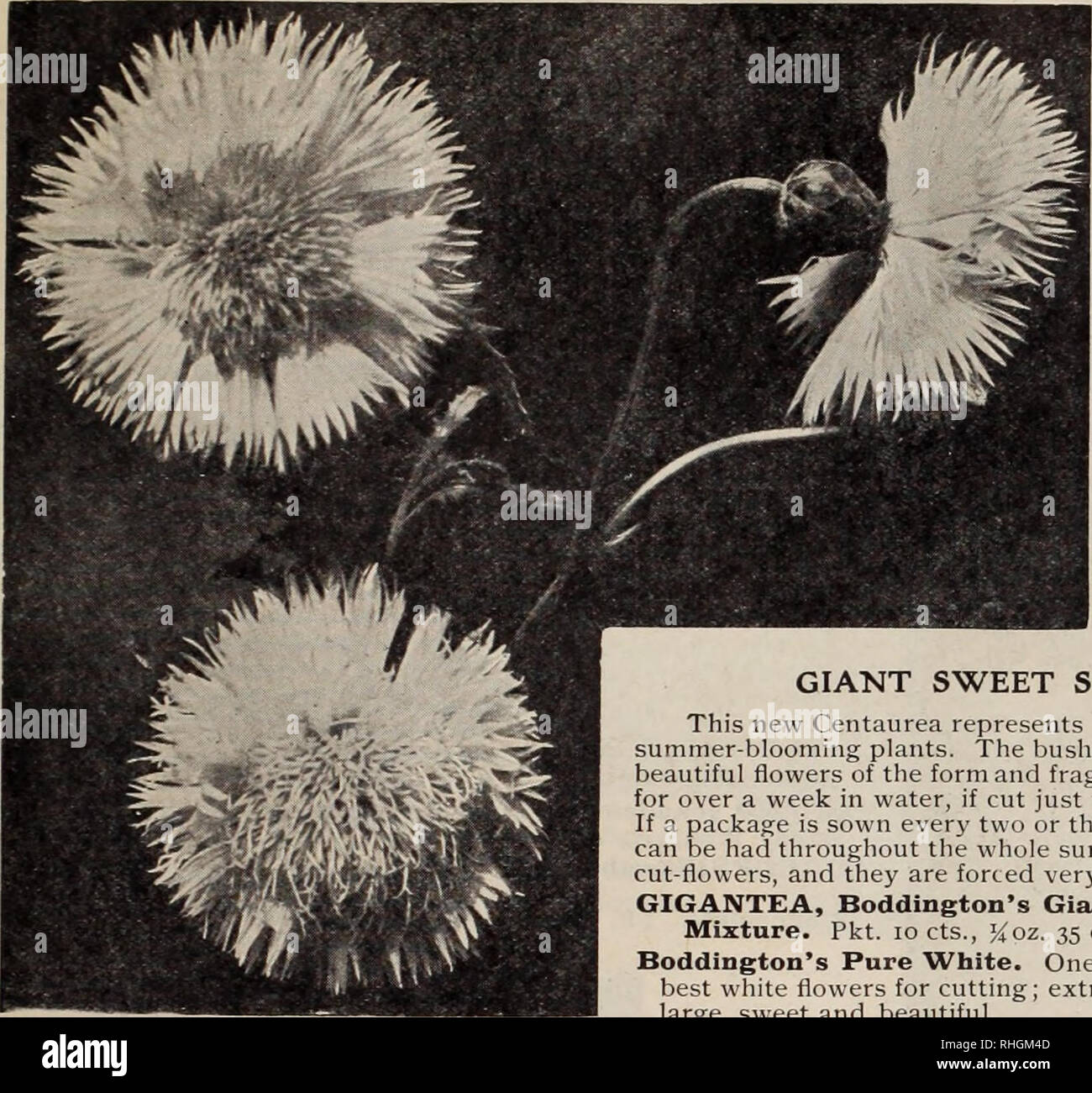 . Boddington's quality bulbs, seeds and plants / Arthur T. Boddington.. Nursery Catalogue. BODDINGTON'S ^^A^OjEcVy SEEDS 27. Centaurea (h.h.p. and h.a.) Candidissima( Dusty Miller). 1 ft. For Pkt. Oz. borders or edgings.. 1,000 seeds, 75c. .$0 20 Gymnocarpa. Tallerthan the above... 10 $080 Odorata Chameleon. Yellow and rose ; very fragrant 10 2 00 Margaritae. iKft. Flowers 2K inches across, of the purest white and delight- fully scented. A garden treasure 10 i 00 Suaveolens (Yellow Sweet Sultan) 05 60 Montana, Blue. H.P. 2ft. Summer.. 05 &quot; alba. H.P. 2ft. White.... 10 CYANUS (Blue Cornflo Stock Photo