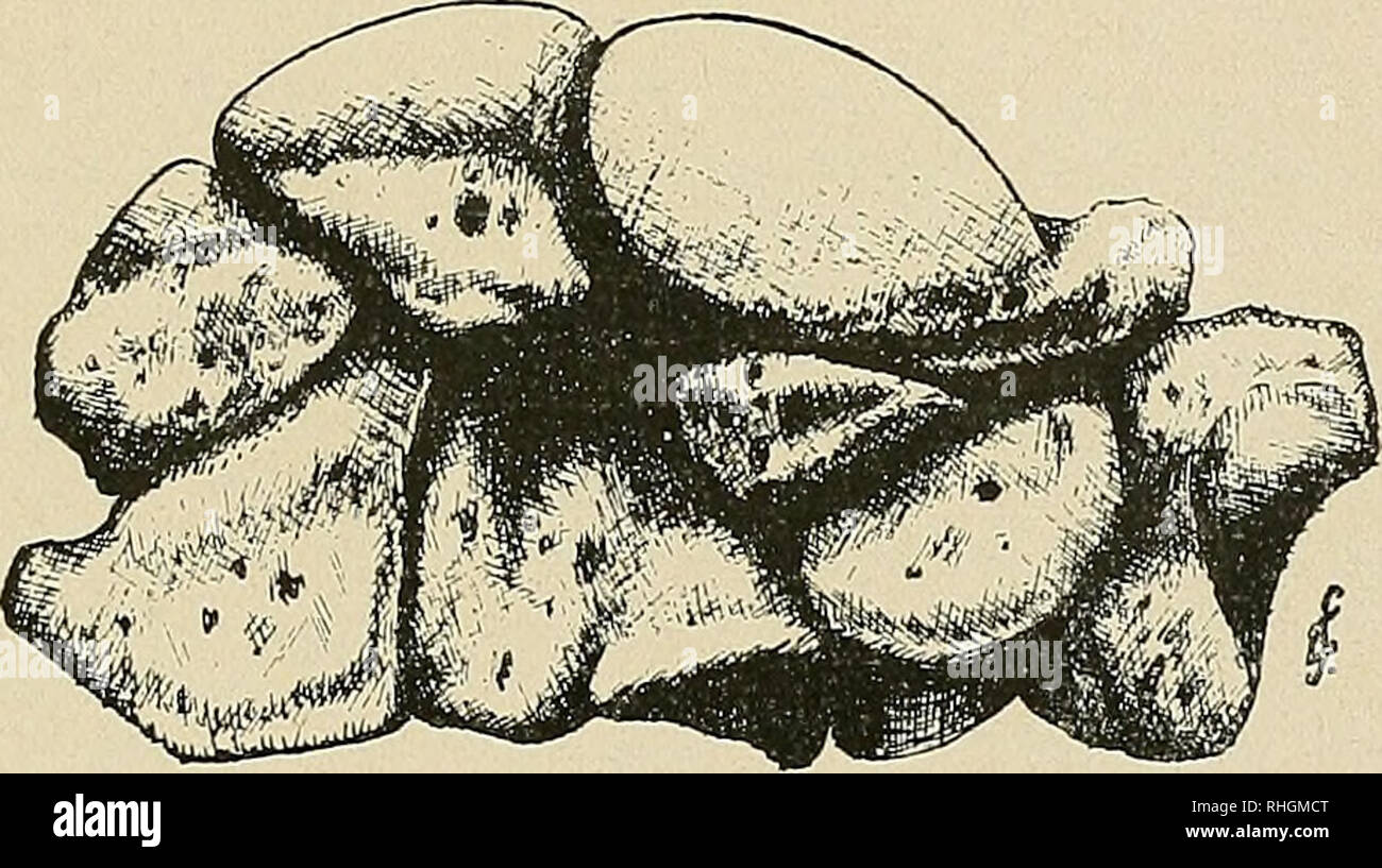 Hueso del carpo hires stock photography and images Alamy