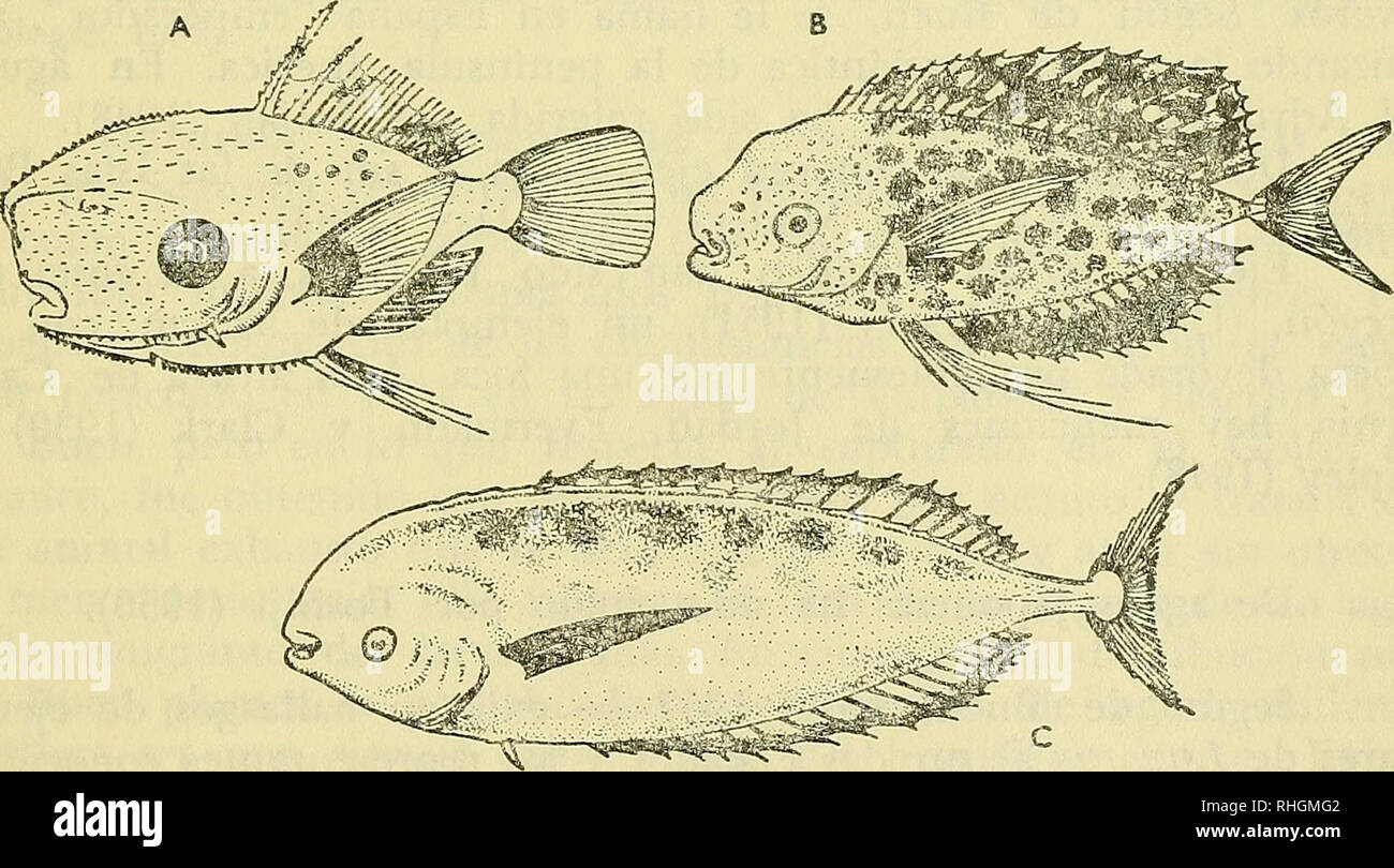 . Boletin de la Sociedad de Biología de Concepción. Sociedad de Biología de Concepción; Biology; Biology. Comentario: La presente especie corresponde a un pez pelá- gico de gran tamaño, bastante poco conocido en casi todo el mun- do. La posición sistemática ha sido discutida y por sus afinidades morfológicas algunos lo consideran muy cercano a los Scombridae; otros autores, a pesar de ello y de sus rasgos de escombrido abe- rrante, lo consideran como perteneciente al suborden Luvaroidei, que lo incluye como única fam.ilia, género y especie respectiva- mente. Si bien los estudios sobre este int Stock Photo