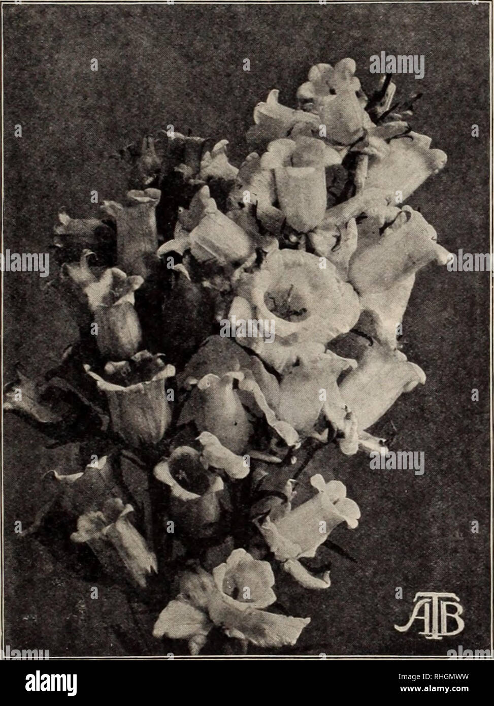 . Boddington's quality bulbs, seeds and plants / Arthur T. Boddington.. Nursery Catalogue. BODDINGTON'S ^A^UttltA/ SEEDS 25 Calceolaria Hybrida. Boddington's Perfection The herbaceous Calceolaria is an easily cultivated plant. So long as frost is excluded from the plants in winter they are perfectly safe, and to attempt to hasten growth at any time is a failure. July is the best month for sowing the seed. The great advance made in the habit of the strains offered is remarkable, whilst in tlie colors there is a marked improvement. Saved by England's most famous spe- cialists. Monster flowers of Stock Photo