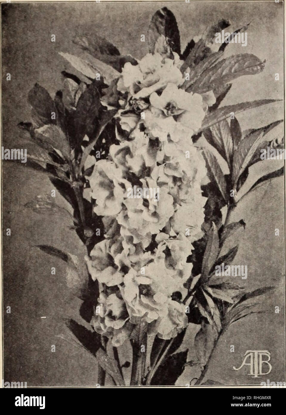 Boddington S Quality Bulbs Seeds And Plants Arthur T Boddington Nursery Catalogue 24 Arthur T Boddington 342 West 14th St New Vork City Boddiugton S Quality Balsams Boddington S Quality Balsams Lady S Slipper An Boddington S Quality Bulbs Seeds And Plants Arthur T Boddington Nursery Catalogue 24 Arthur T Boddington 342 West 14th St New Vork City Boddiugton S Quality Balsams Boddington S Quality Balsams Lady S Slipper An