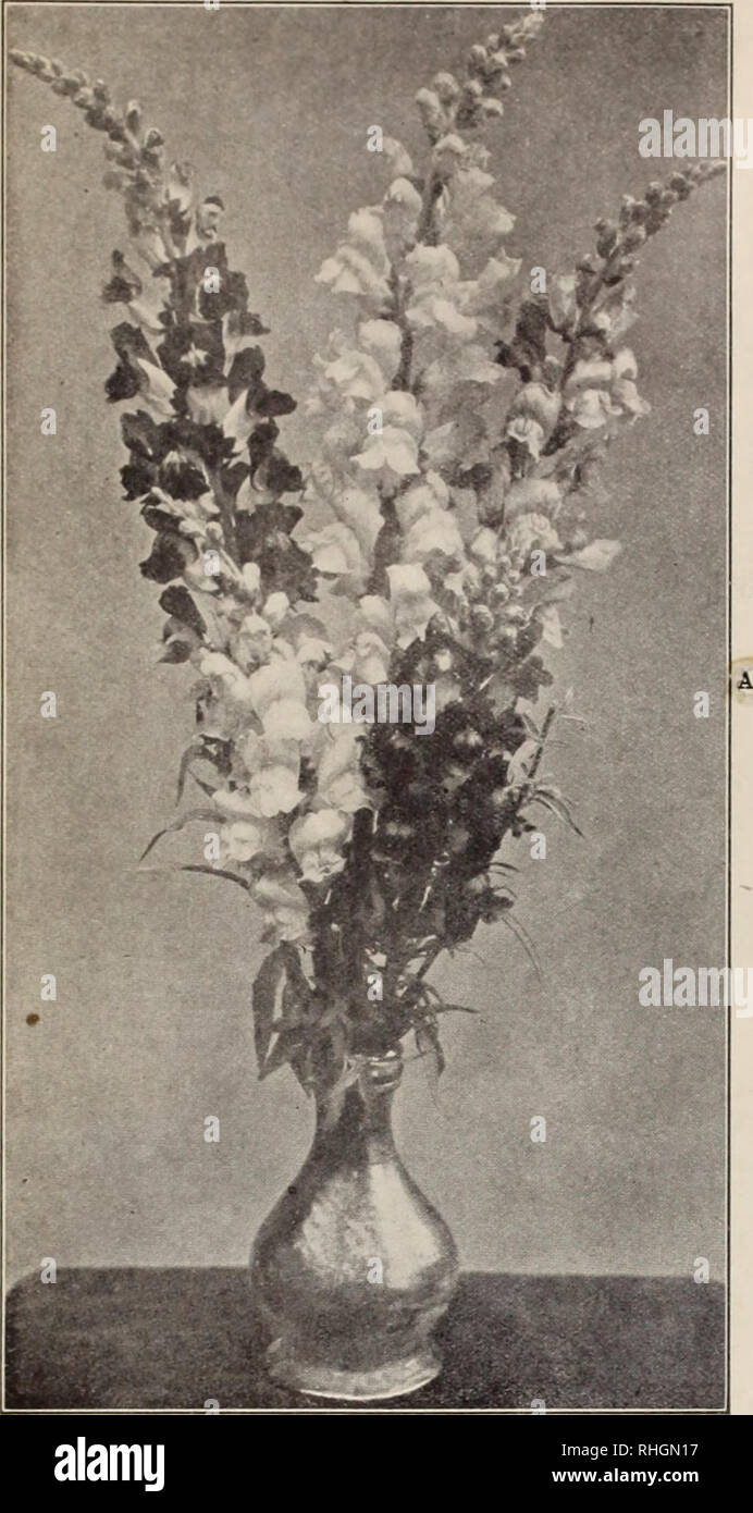 . Boddington's quality bulbs, seeds and plants / Arthur T. Boddington.. Nursery Catalogue. 18 Arthur T.Boddington. 342 West 14th St.. New Vork City. Boddington's Quality Oiant Antirrhinum (see page 19) GIGANTIC ORCHID-FLOWERING SWEET PEAS Our Grand Specialty Alyssum (H.A.) BODDINGTON'S WHITE GEM A grand iinprovement on Little Gem, being mucli more compact; graml for carpet-bedding. Pkt. 25 cts., 5 for $1. Benthami (Sweet Alyssum). Fragrant white flowers Pkt. Oz. .... , Klb. $i..So 05 $0 30 Maritimum, Little Gem. I'lcU.v trailer 05 50 &quot; procumbens. Carpet of Snow 10 50 Argenteum. II.P. i f Stock Photo