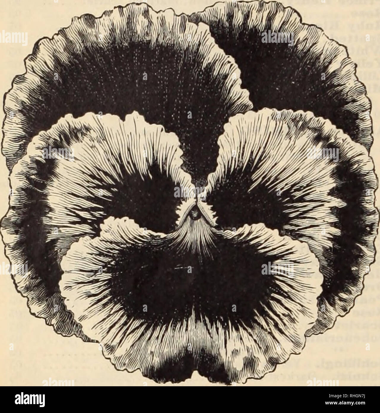 . Boddington's quality bulbs, seeds and plants / Arthur T. Boddington.. Nursery Catalogue. 8 ARTHUR T. BODDINGTON, 342 WEST FOURTEENTH ST., NEW YORK NEMOPHILA. HA. Pkt. Insignis. Clear, light blue, wliite center $0 05 Fine Mixture. All colors oz.,25c... 05 NICOTIANA affinis. H.A. 3 ft. Clusters of long white flowers ; fragrant ; Sanderae. Novelty. See page 2. NIEREMBERGIA frutescens. H.H.P. 1ft. Large, cup- shaped lilac flowers NIGELLA (Love-in-a-Mist). H.A. Finest mixed OENOTHERA (Evening Primrose I. H.A. Large white, gol- den yellow and crimson-spotted flowers. Finest mixed 05. BODDINGTON S  Stock Photo