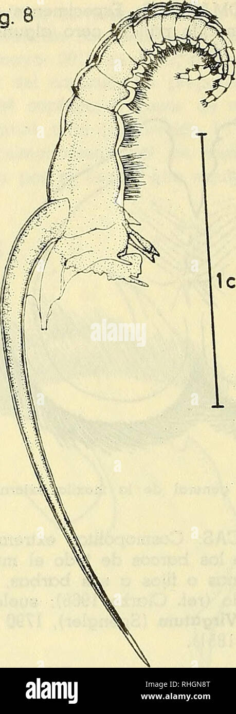. Boletin de la Sociedad de Biología de Concepción. Sociedad de Biología de Concepción; Biology; Biology. Fig. 8. Icm. Fig. 8.— Vista lateral del tercer cirro con su apéndice filamentoso. Resumen Se da a conocer la presencia del cirripedo Conchodemia Aiiritum en dientes de cachalote capturado en el Golfo de Arauco, Chile. Se agregan descripción, dibujos y algunas observaciones bio- métricas. Summary The presence of the cirriped Conchoderma Auritum on teeth oí a cachalot caught in the Gulf oí Arauco, Chile, is reportad. A descrip- tion, figures and some biometric observations are added. — 60 —. Stock Photo