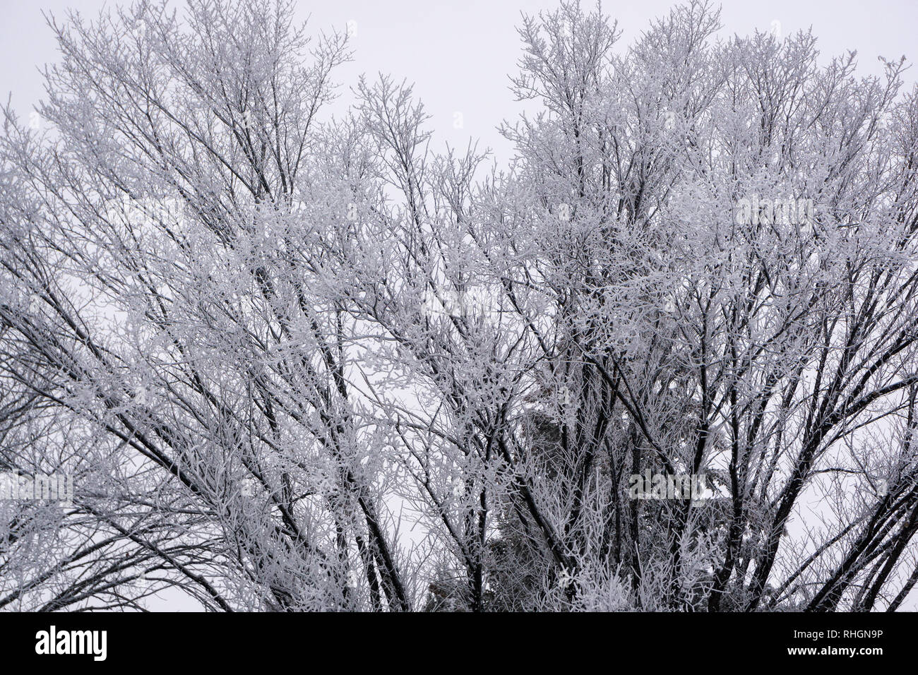 Frosty trees Calgary Alberta Canada Stock Photo