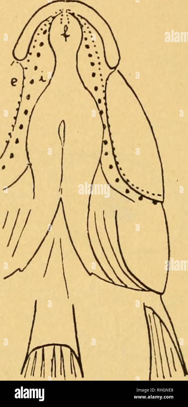 . Boletin de pescas. Fisheries. crT. oU-lSua*i. (Figr. 3.a) Distribución de los geniporos en el Gobius Lesueurii Risso, obser- vado por la parte dorsal y ventral anterior del cuerpo. Entre las dos series anteriores g y en su parte más anterior. se observan dos poros o, que se destacan por su grueso re- lieve. Inferiormente, o en la parte exterior de las series g, si miramos al (iobius por encima, se encuentran cuatro po- ros, dos a cada lado, de los cuales uno de ellos, n, se coloca bajo los primeros relieves de la serie g y el otro, m, hacia la mitad de la misma serie g. Los geniporos de la s Stock Photo