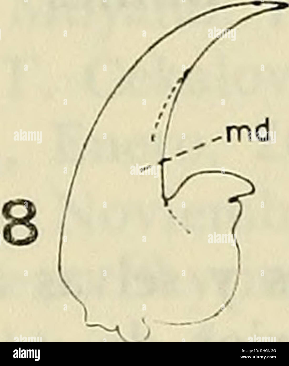 . Boletin de la Sociedad de BiologÃ-a de ConcepciÃ³n. Sociedad de BiologÃ-a de ConcepciÃ³n; Biology; Biology. 2min. 1 mm. 74---'f 0 ,pm -â j' f. 0,5mm cg st ! j)--tb ic ) V V- -ta A-' / O, 5mm. 3mm Ceroglossus siitiiralis (Fabricius), 1775. Fig. 1.- Ceroglossus suturalis, ejemplar adulto. Fig. 2.- Larva en vista dorsal. ^^^â¢^â ' Cabeza en vista dorsal Fig 4.- Cabeza en vista ventral. Fig. 5.- Tergites VII, IX y cercos en vista dorsal. Fig. 6.- Cabeza: labrum y palpos labiales. Fig. 7.- Antena. Fig. 8.- MandÃ-bula. Fig. 9.- Pata prototorÃ¡xica. Fig. 10.- Cabeza: stipe, mala y palpos maxilares. Stock Photo