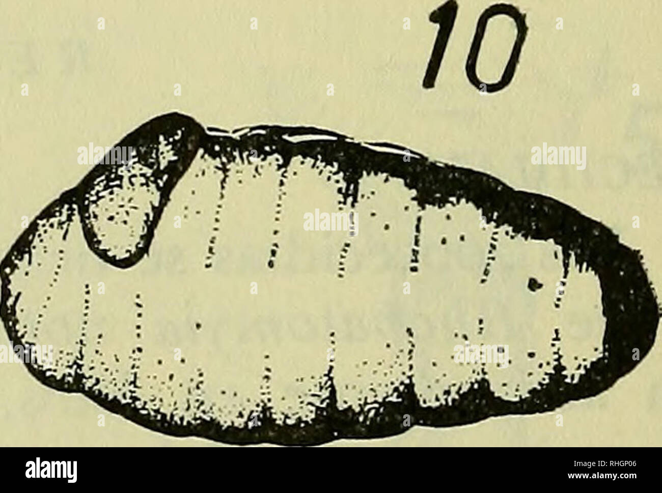 . Boletin de la Sociedad de Biología de Concepción. Sociedad de Biología de Concepción; Biology; Biology. 3mnn.. 1,8 mm. Fig. 6: Zoocecidia: a) adulto emergiendo de una zoocecidia, b) exhubia de un adulto. Fig. 7: grupo de huevos depositados en una ramilla terminal. Fig. 8: zoo- cecidia: a) pupa en posición normal (desprendida una valva), extremo cefálico hacia arriba. Fig. 9: ramilla mostrando en a) brote normal, y en b) brote afectado (zoocecidia) con aspecto de roseta. Fig. 10: larva parasitada por un hymenoptero (Torymidae) (del género Zaglyptonotus). Las larvas invaden activamente los bro Stock Photo