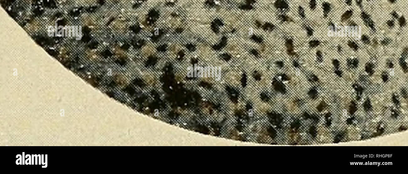 Page 2 Embrion High Resolution Stock Photography And Images Alamy