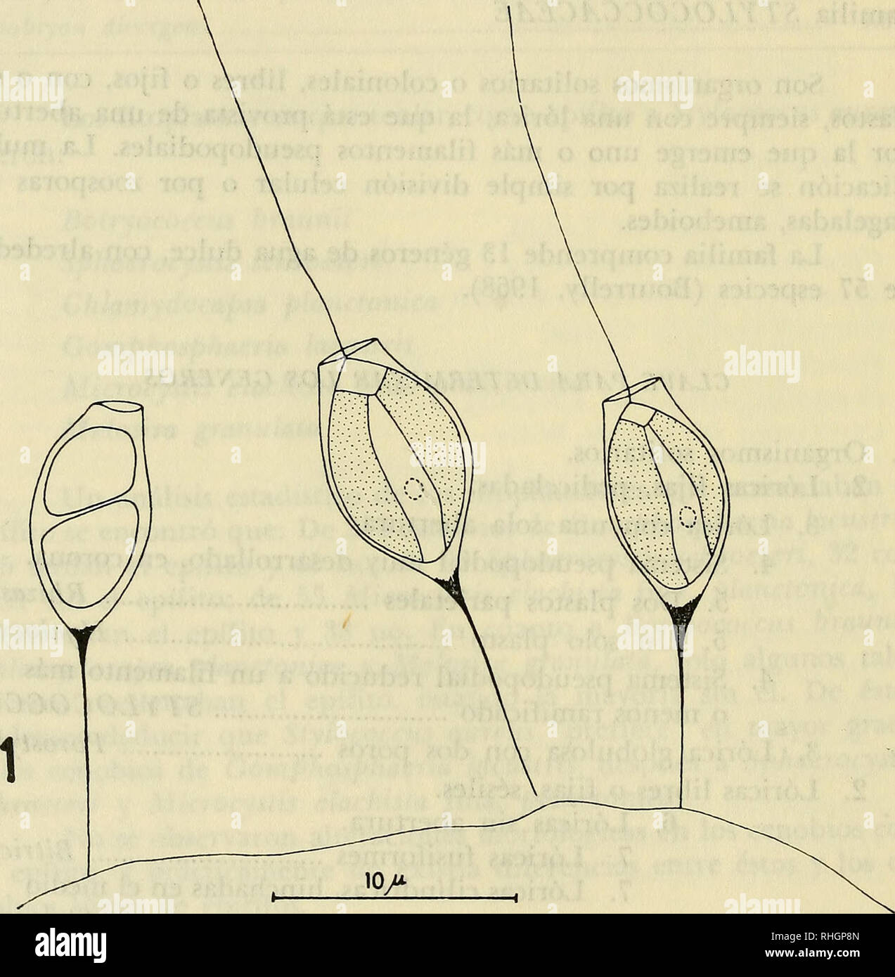 . Boletin de la Sociedad de Biología de Concepción. Sociedad de Biología de Concepción; Biology; Biology. Bol. Soc. Biol. de Concepción, Tomo LI, Fascículo 1, 1977. 6. Lóricas con numerosos poros. 7. Poros dispuestos sin orden. 8. Organismos fijos Chrysocrinus 8. Organismos libres Heliochrysis 7. Poros dispuestos en zona ecuatorial Stephanoporos 1. Organismo colonial (colonias de amebas loricadas) Heliapsis. Fig. .— Stylococcus aureus, ?,ohrt vaina de Botryococcus braunii, aspecto general y una célula con su protoplasto dividido. -208-. Please note that these images are extracted from scanned Stock Photo