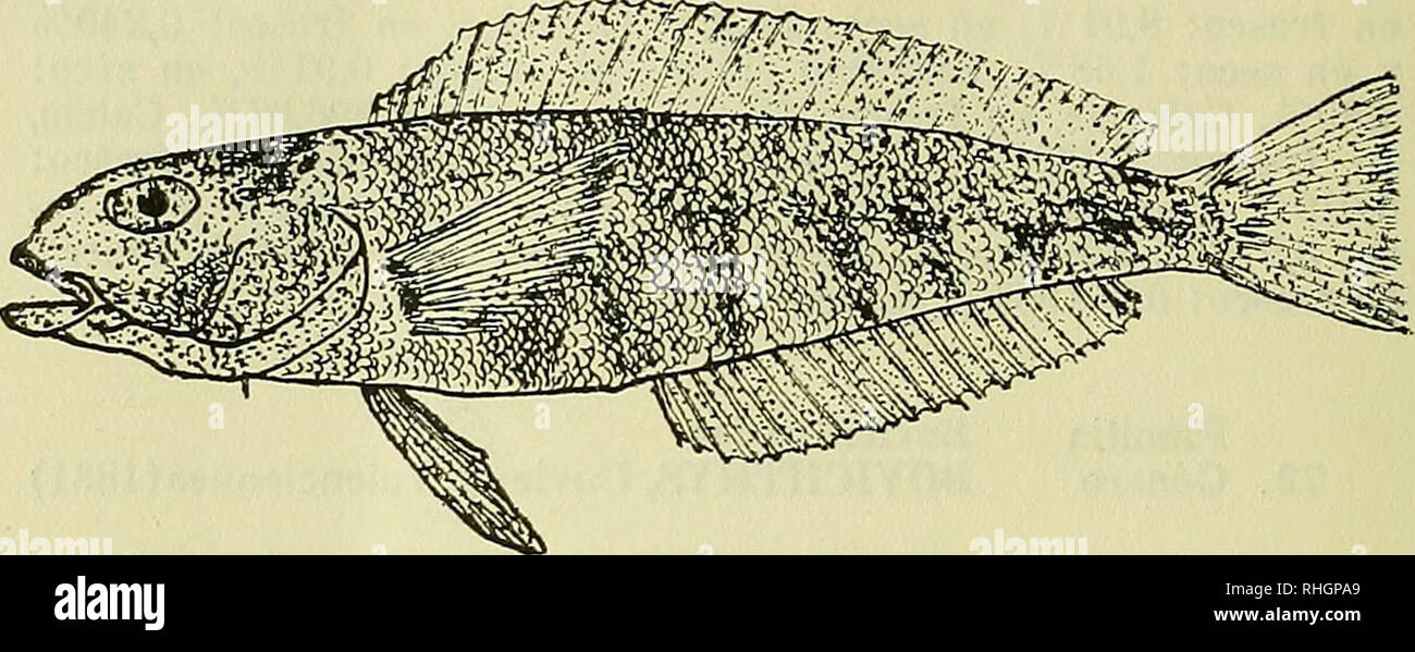 . Boletin de la Sociedad de Biología de Concepción. Sociedad de Biología de Concepción; Biology; Biology. 75. Género PARAPERCIS, Blecker (1863). 96.—P. chilensis, Norman.. Esta especie fué capturada a cincuenta y ocho metros de profundidad en las aguas cercanas a la isla Mocha por una red del R. R. S. &quot;William Scoresby&quot;, en 1931. 76. Género LATILUS, Cuvier y Valenciennes (1830). 97.—L. jagularís, Cuvier &amp; Valenciennes. Cabrilla. Blanquillo. Hábitos gregarios. Prefiere fondos de arena, nadando en el fondo, sin subir a la superficie. Su alimento es principalmente formado por crustá Stock Photo