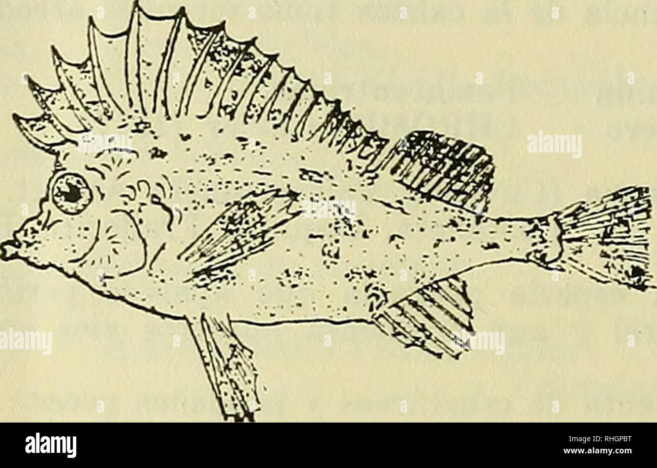 . Boletin de la Sociedad de Biología de Concepción. Sociedad de Biología de Concepción; Biology; Biology. Especie de hábitos gregarios, prefiere los fondos rocosos j de profundidad, no remontándose nunca a la superficie de las aguas. Es muy voraz y se alimenta de peces pequeños y de crustáceos. 66. Familia Género Congiopodidae. CONGIOPODUS, Perry. 85.—C. peruvianus (Cuvier y Valenciennes) Norman. Chanchito. Peje chancho. Pez chancho.. Se encuentra en abundancia en el Golfo de Arauco y bahía de Concepción, en fondo de arena o de fango, viviendo entre algas en forma gregaria y a poca profundidad Stock Photo