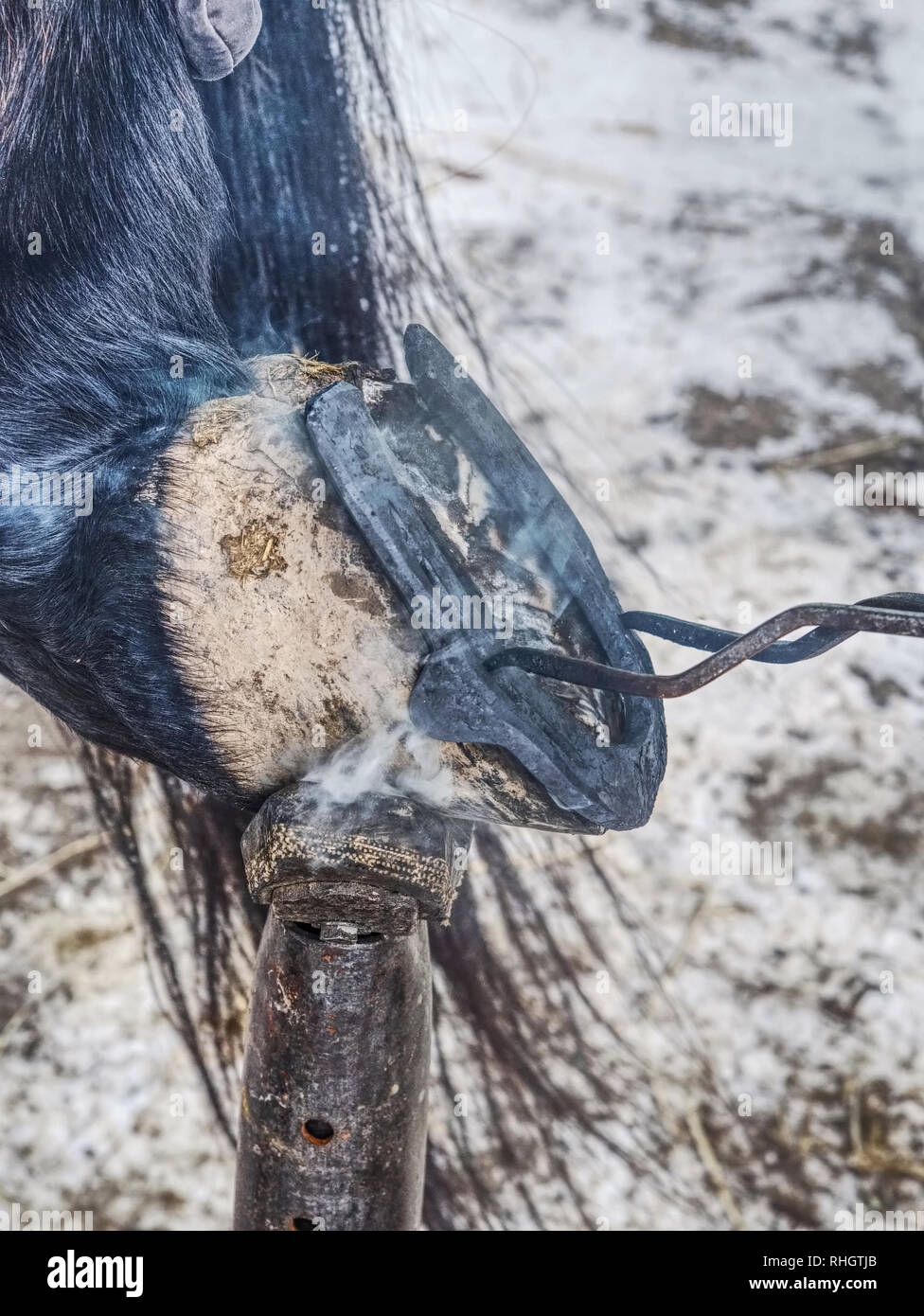 Burning hoof. Farrier placing the hot horse shoe on hoof. Hot shoeing