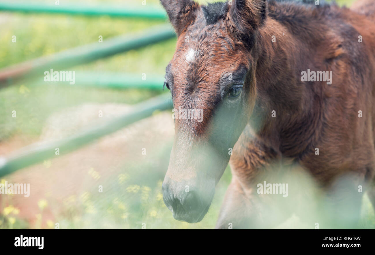 Portrait Of Purebred Spanish Foal Posing In Olive Garden Close Up