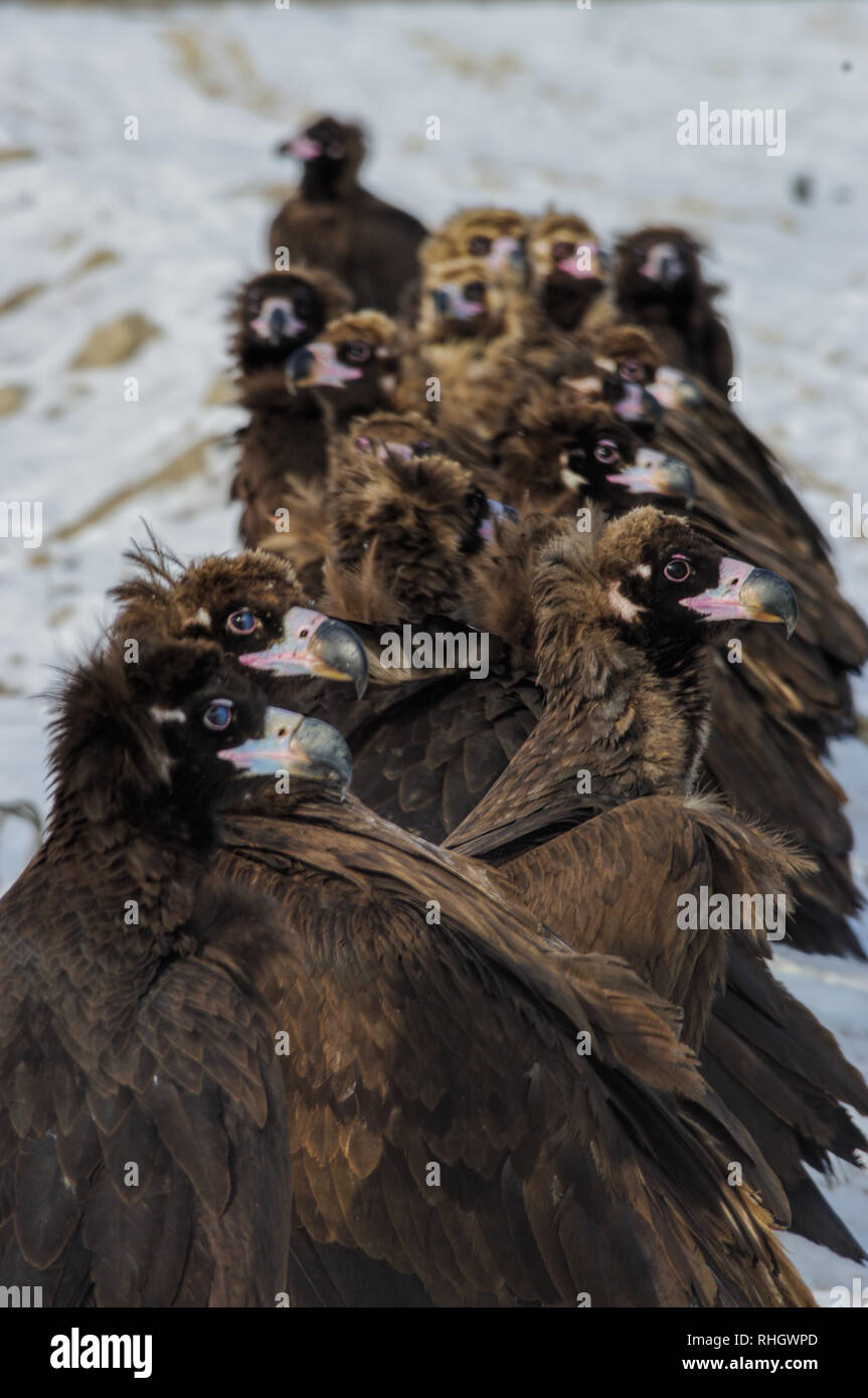 Birds korea hi res stock photography and images Page 7 Alamy
