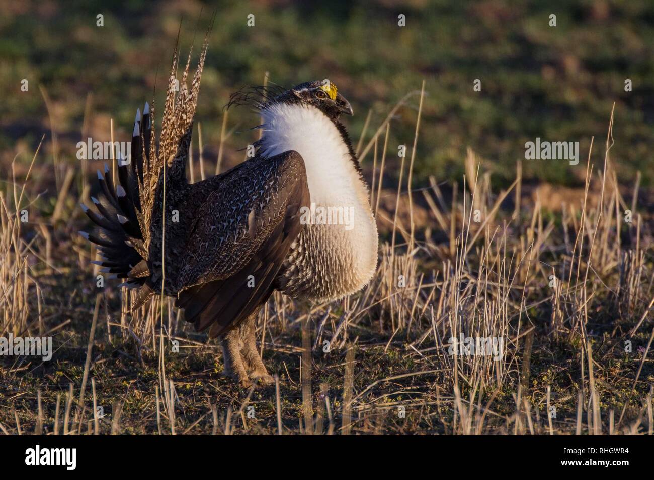 A male sage grouse (Centrocercus urophasianus) displays at a lek in Colorado Stock Photo
