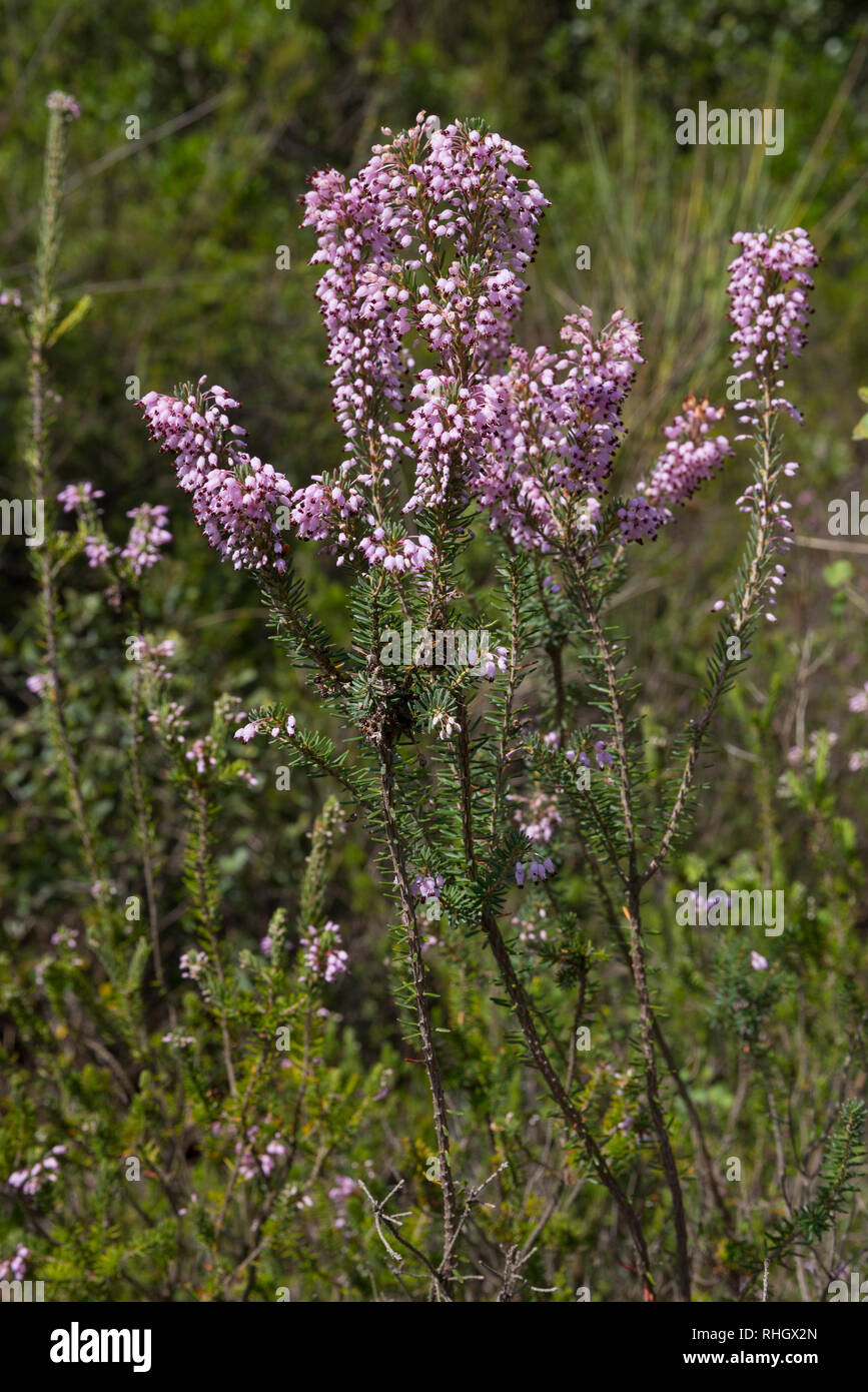 Heather growing near Florence, Italy Stock Photo
