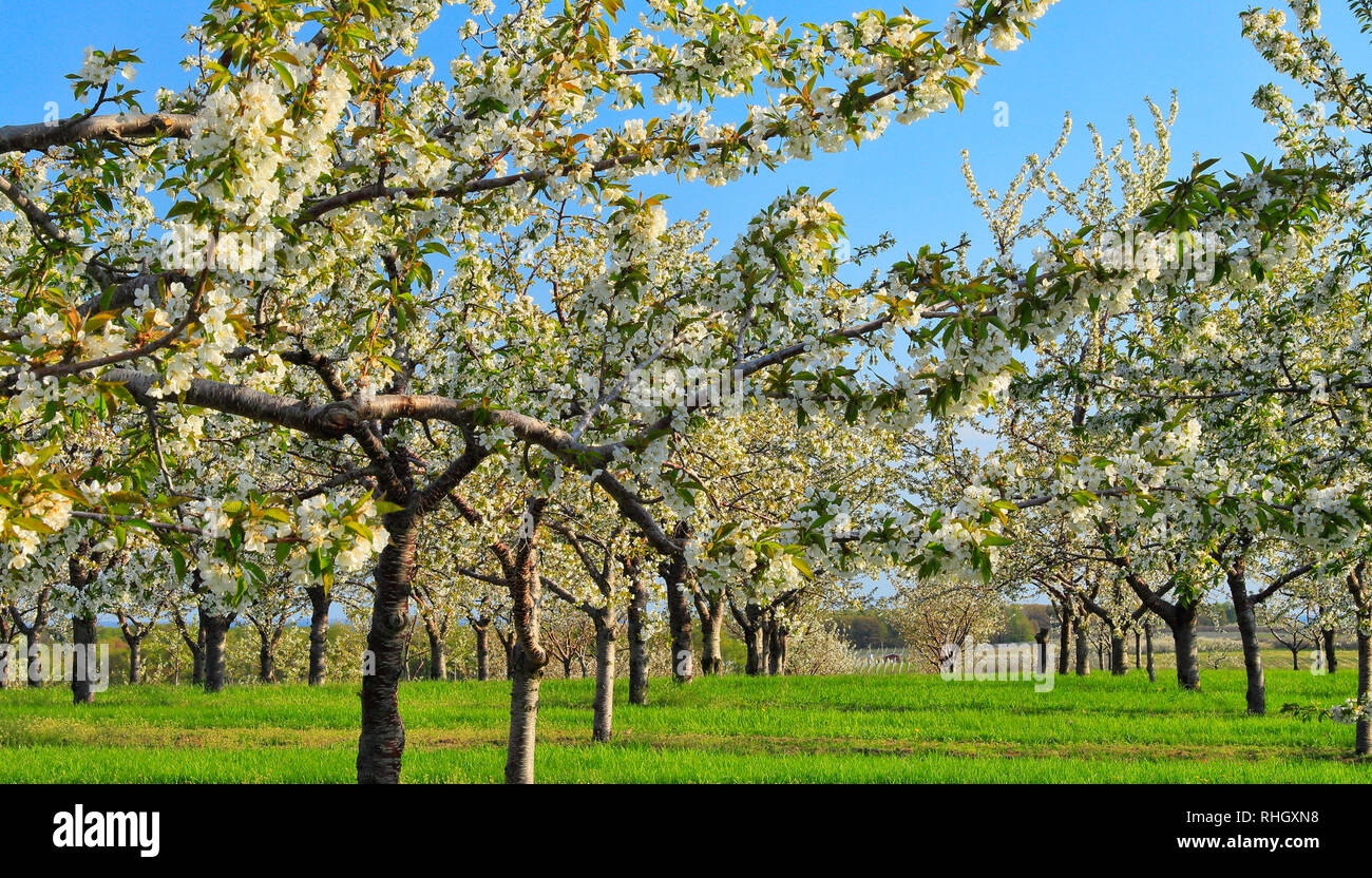 Cherry Orchard, Old Mission Peninsula, Old Mission, Michigan, USA Stock Photo Alamy