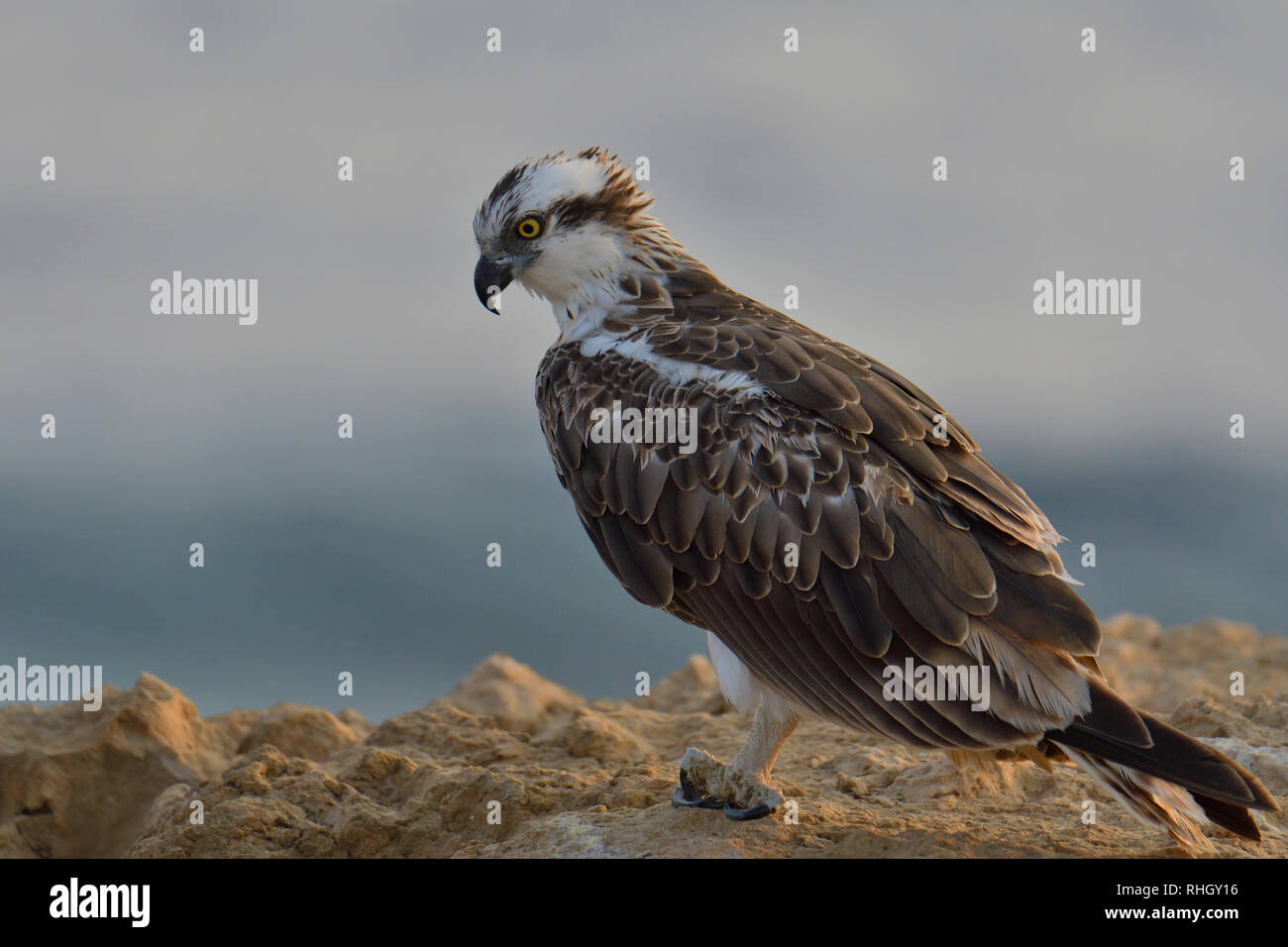 The osprey, Fish hawk, bird of prey Stock Photo - Alamy