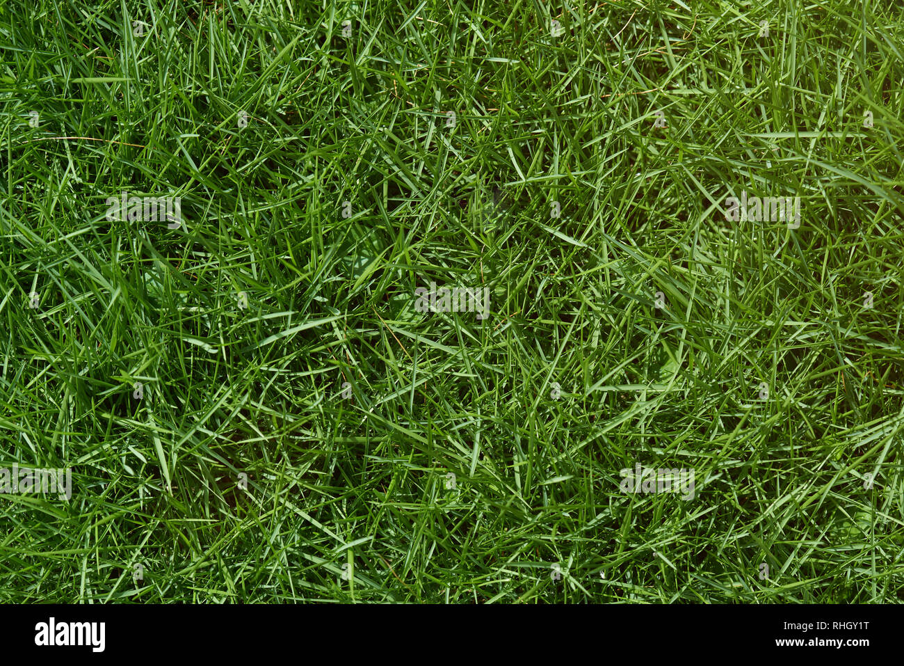 Texture of the grass hi-res stock photography and images - Alamy