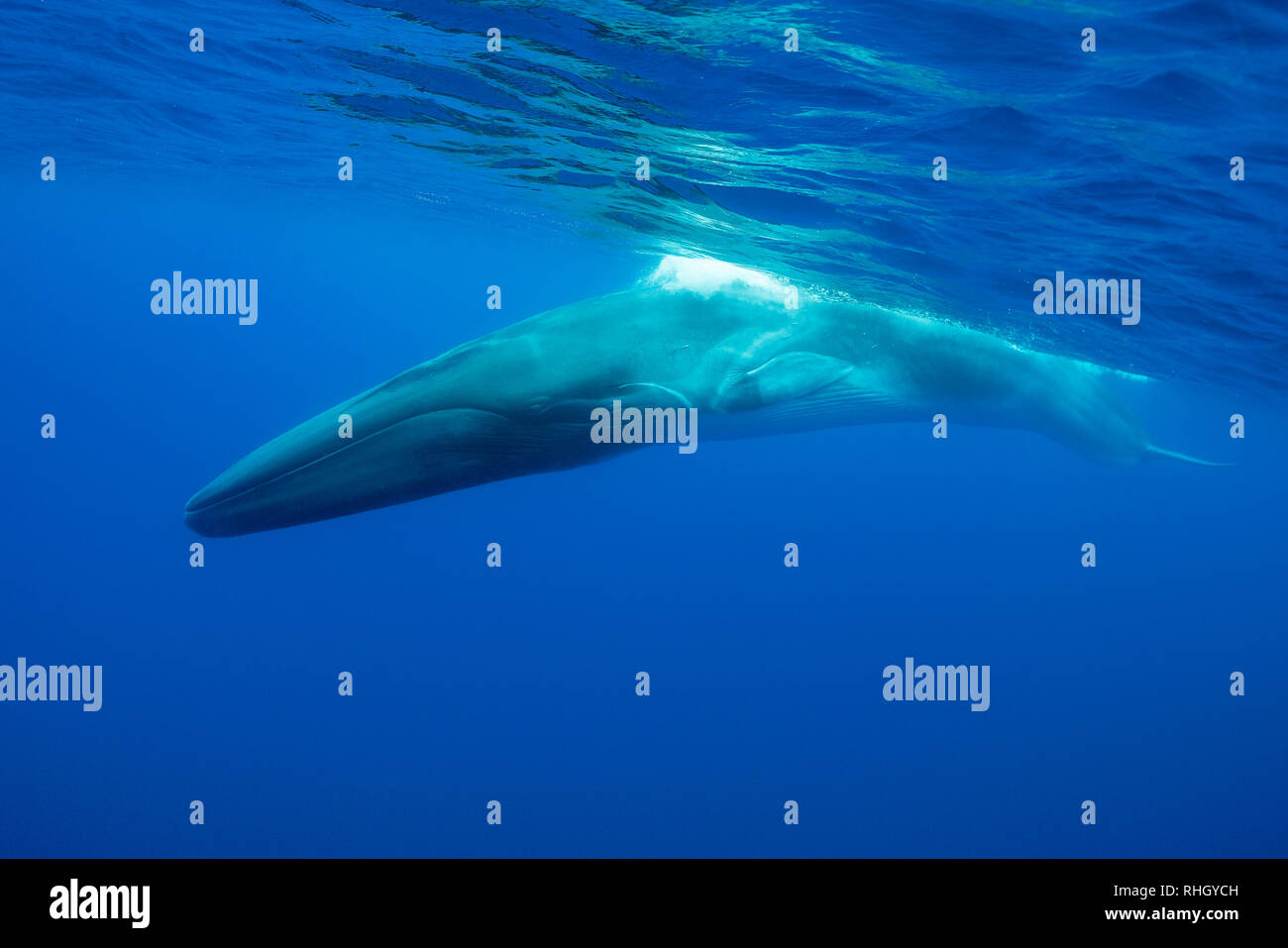 Fin whale, Balaenoptera physalus, underwater view, Atlantic Ocean, The Azores, Portugal. Stock Photo