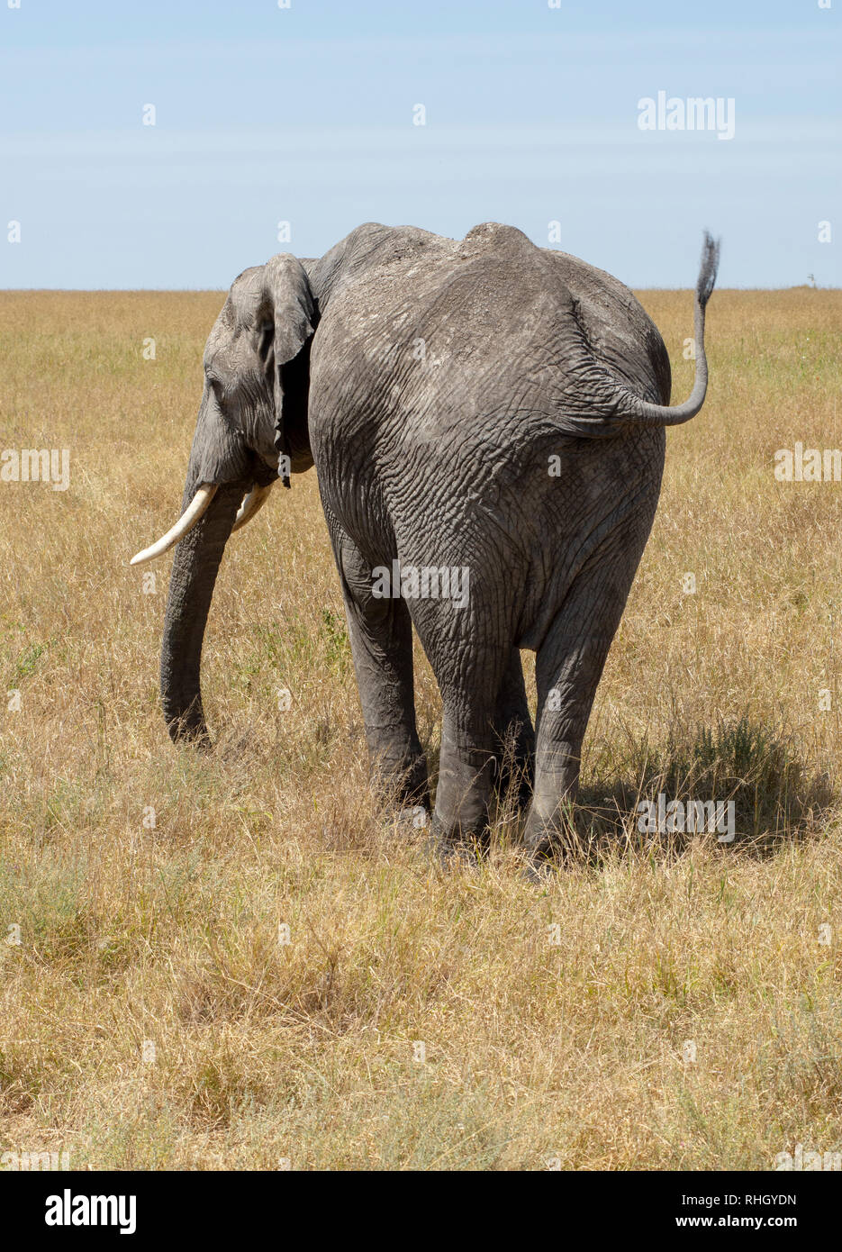 African Elephant, Loxodonta africana, in Serengeti National Park, Tanzania Stock Photo