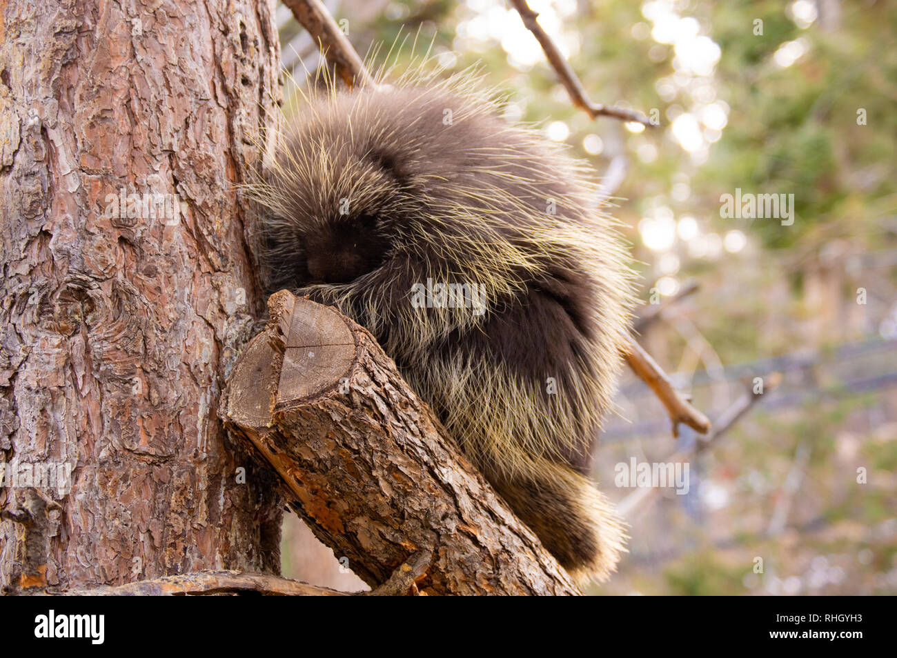 Adult porcupine sitting in tree in winter at the Cheyenne Mountain Zoo in Colorado Springs, Colorado. Stock Photo