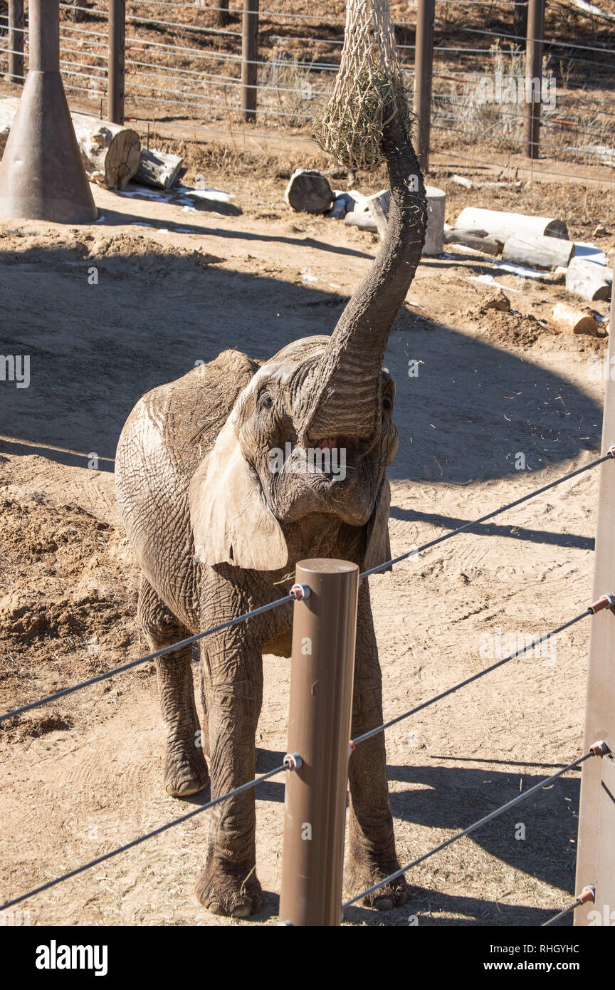 Young elephant feeding at Cheyenne Mountain zoo in Colorado Springs ...