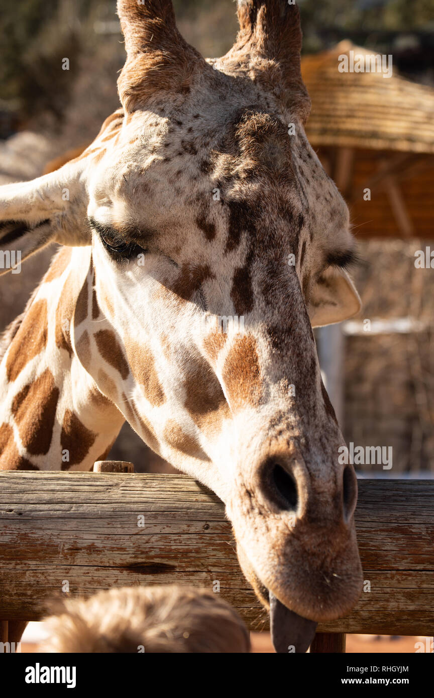 Closeup of adult giraffe at Cheyenne Mountain Zoo in Colorado Springs ...