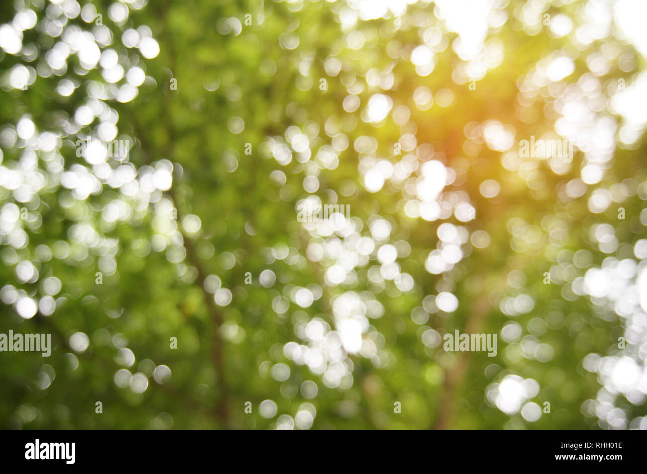 Blurred beautiful nature background blurry of leaf bokeh forest. for  background usage Stock Photo - Alamy