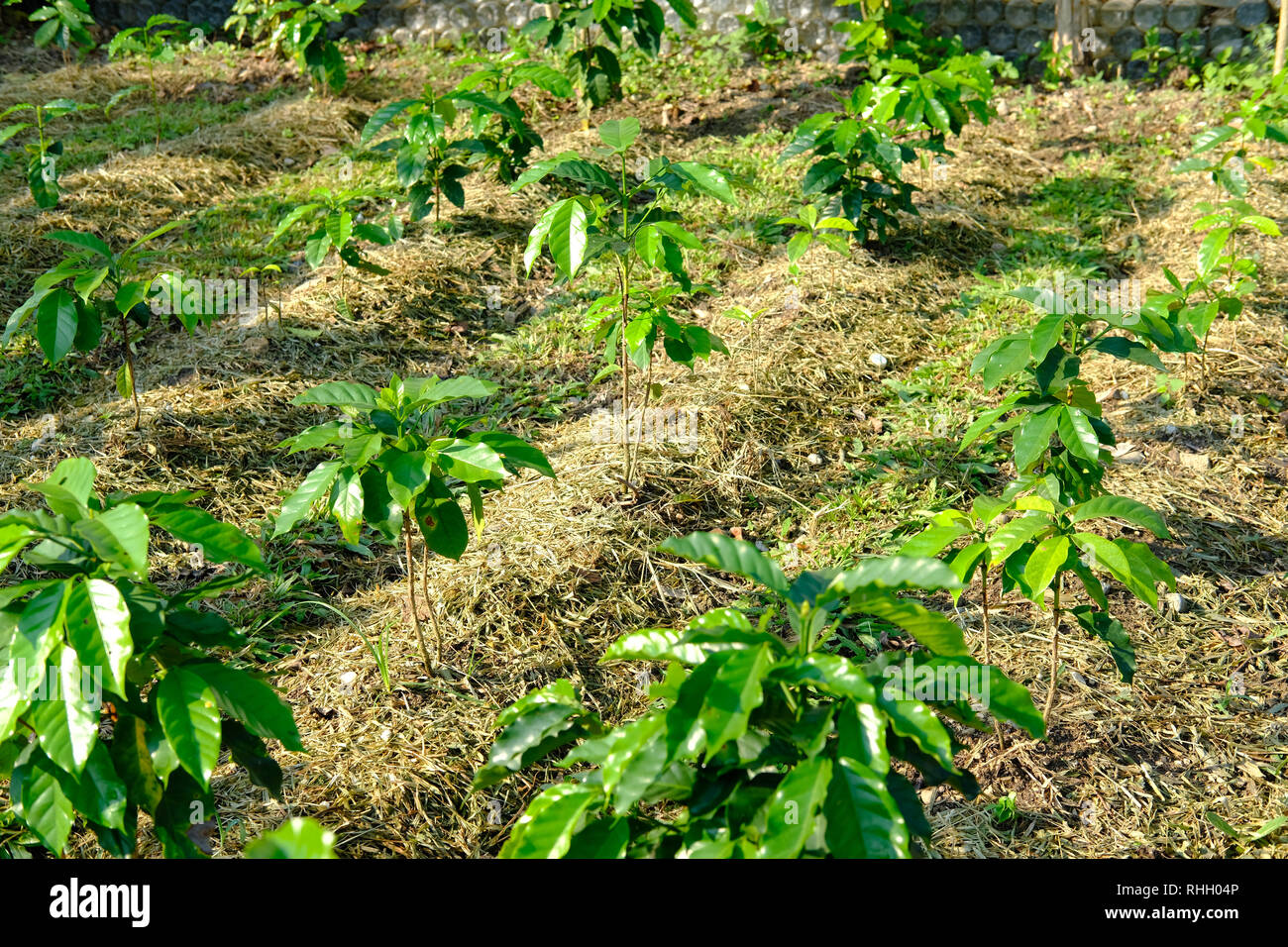 arabica coffee plant tree plantation in farm Stock Photo Alamy